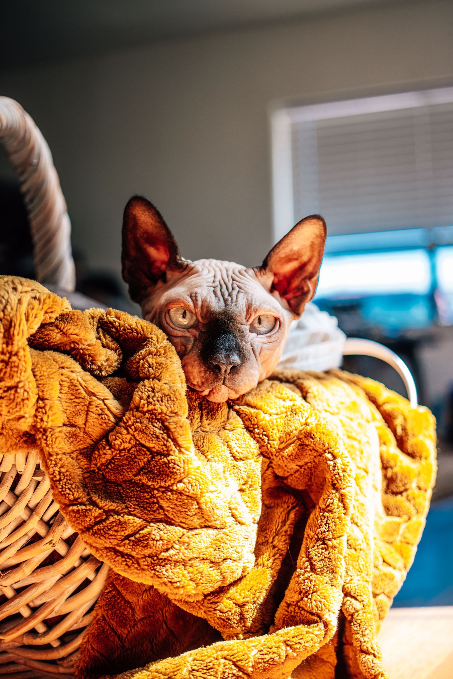 A Sphynx cat with large ears and golden eyes rests in a wicker basket with a cozy orange blanket.