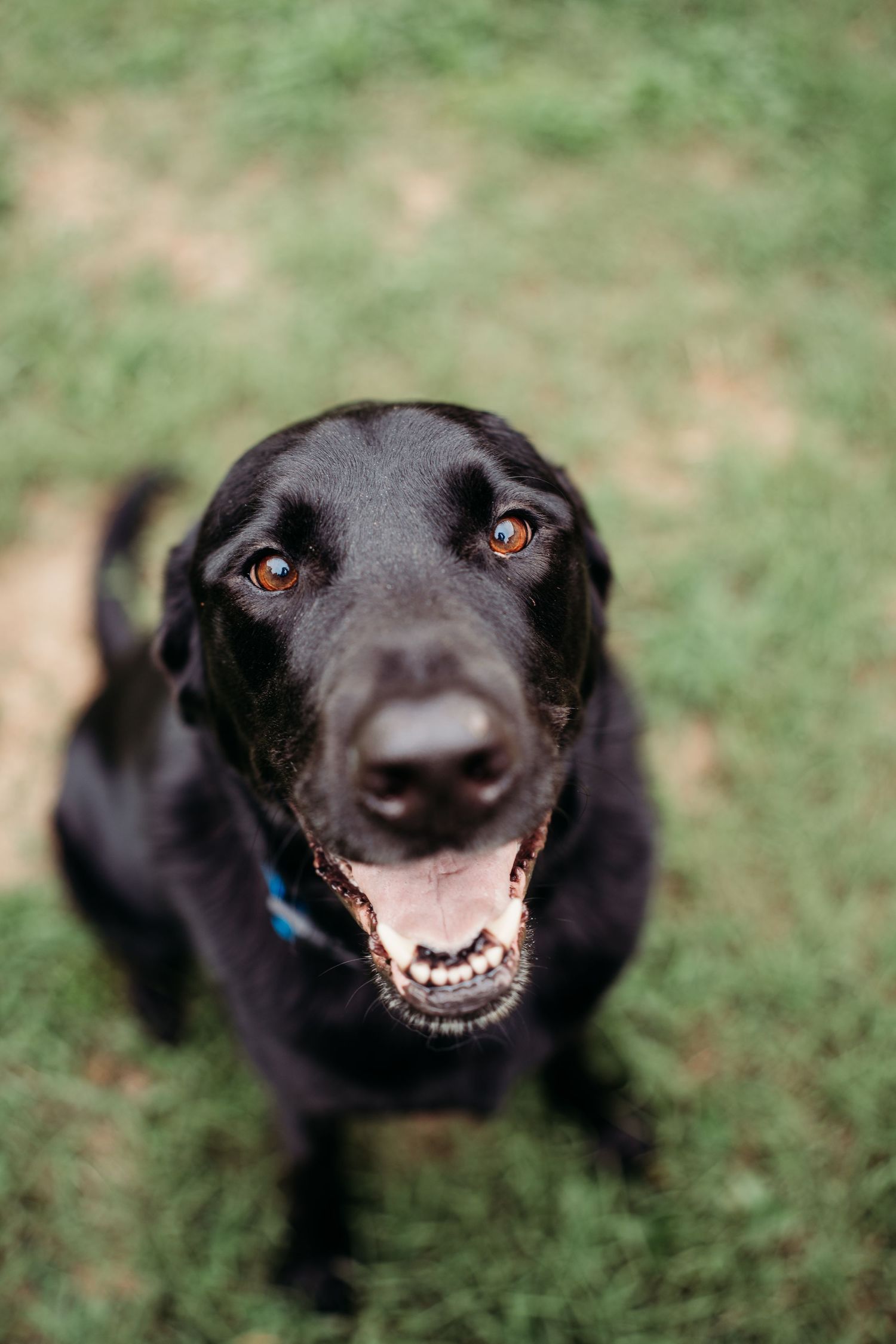 Senior black Labrador Retriever with amber eyes sitting on grass with mouth open.