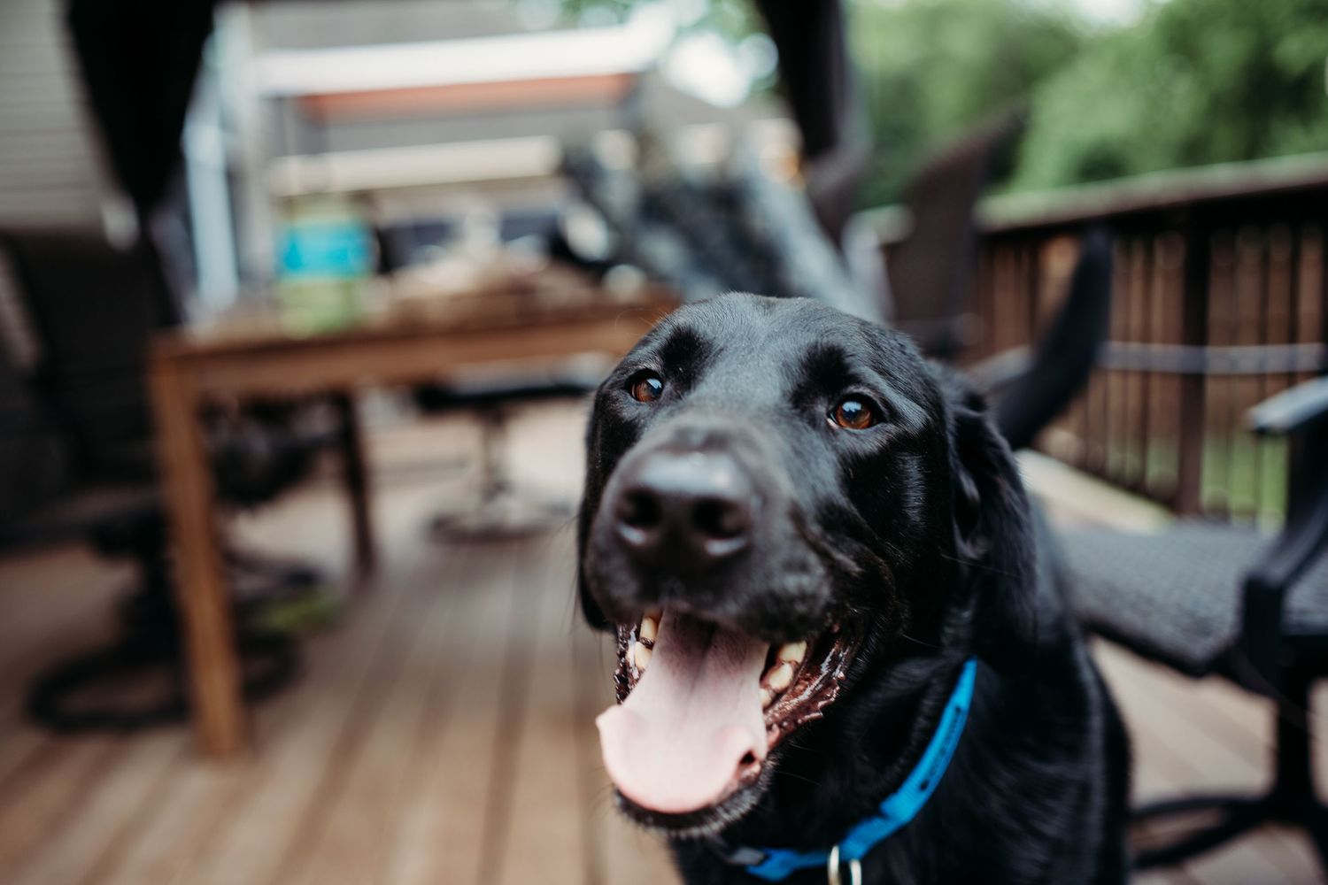 Close-up portrait of a smiling black Labrador wearing a blue collar on a wooden deck outdoors.