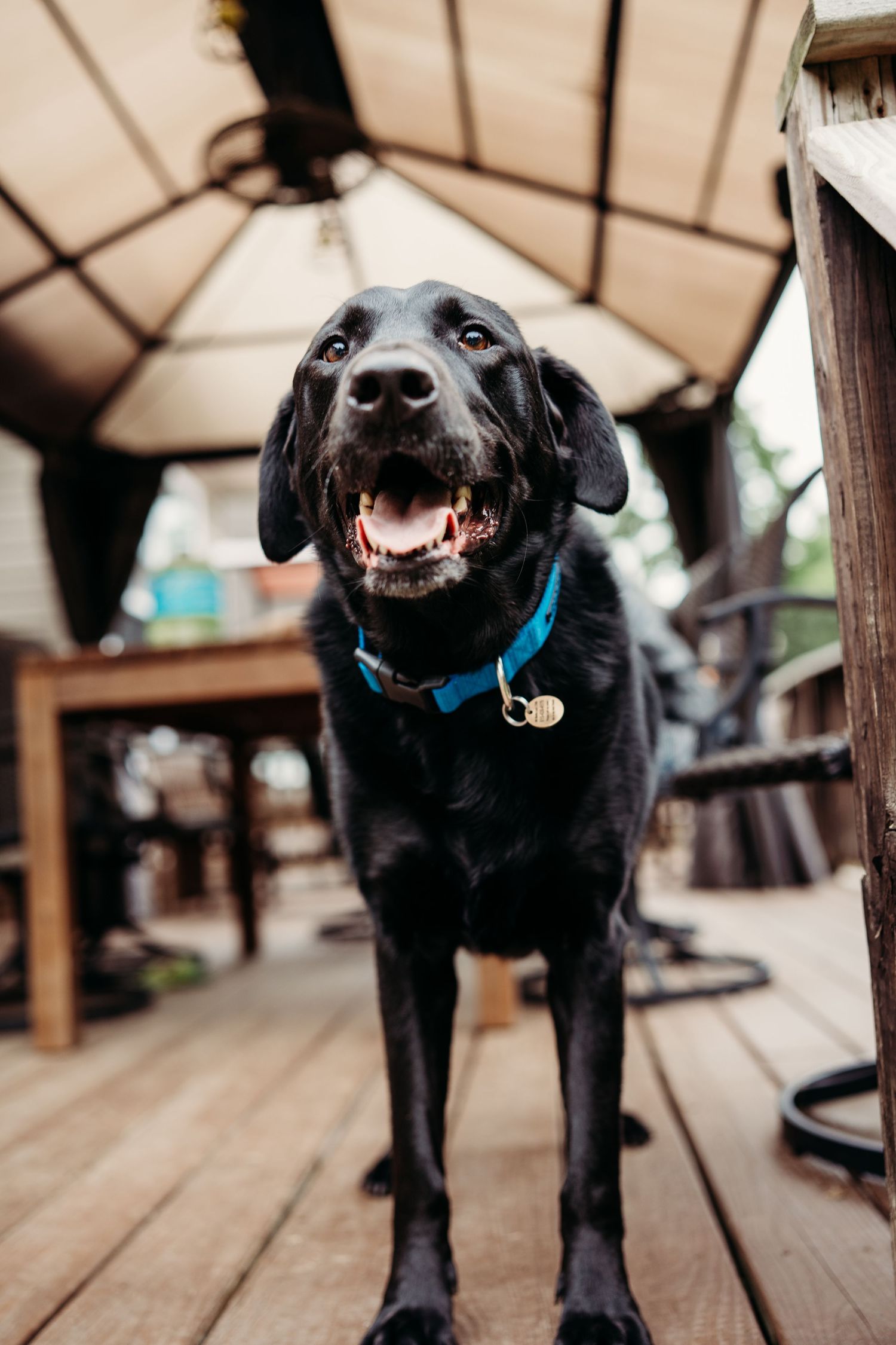 A happy black Labrador with a blue collar and gold tag stands on a wooden deck under a gazebo.
