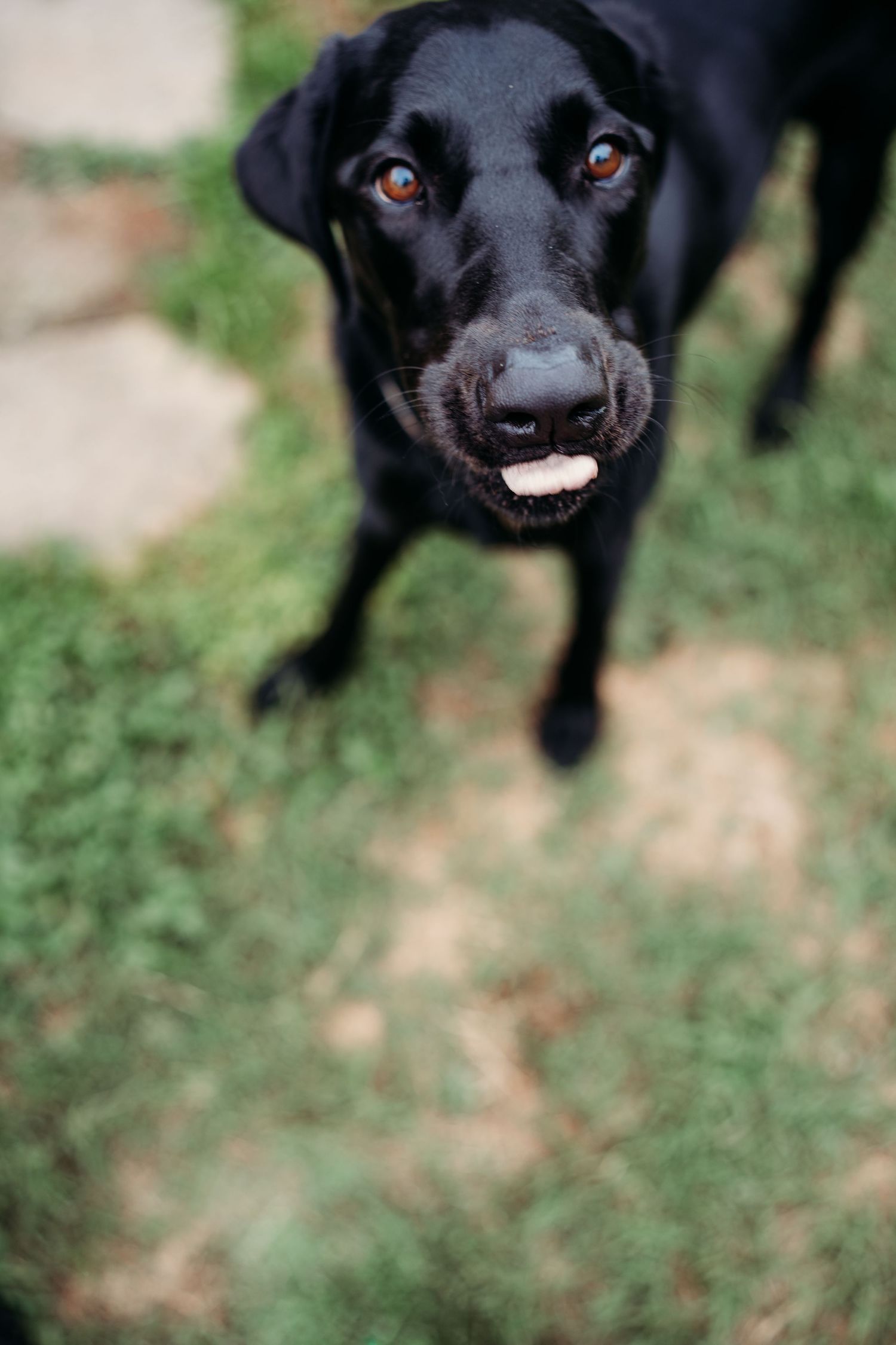 Black Labrador Retriever dog looking up at camera with mouth open on green grass.
