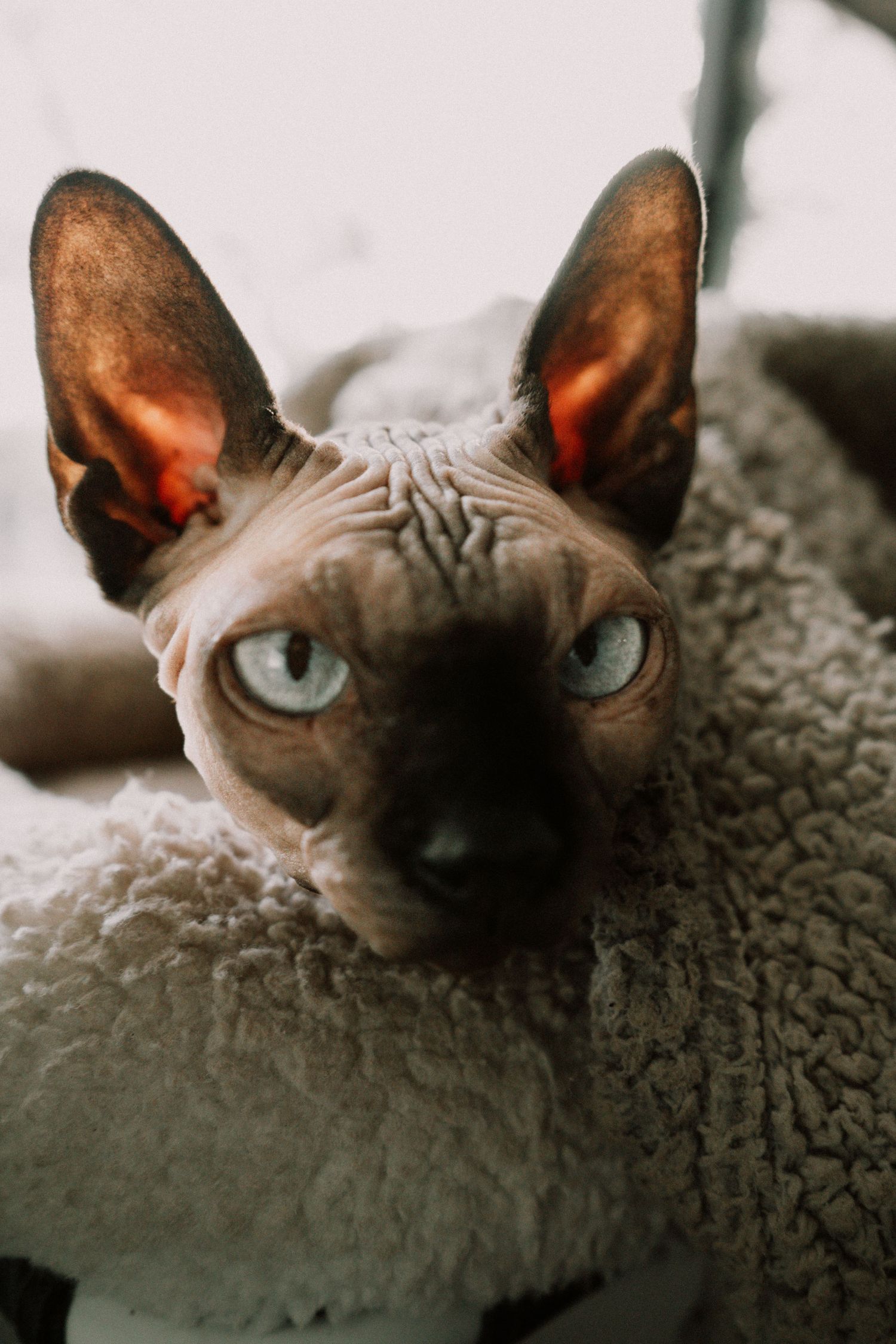 A Sphynx cat with blue eyes sits wrapped in a sherpa blanket looking alert.