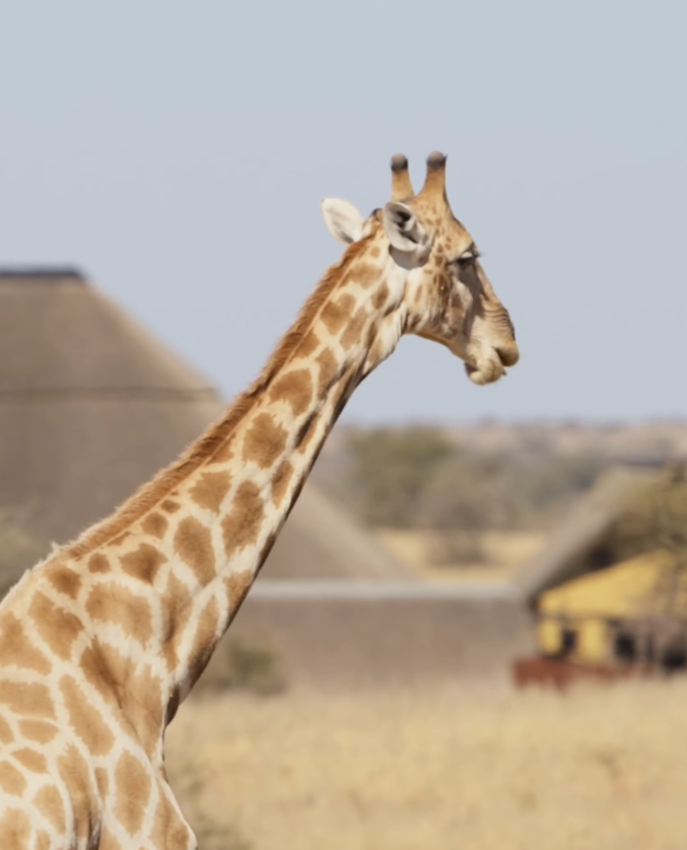 A tall giraffe with brown patches stands in an African savanna landscape with buildings visible in the background.