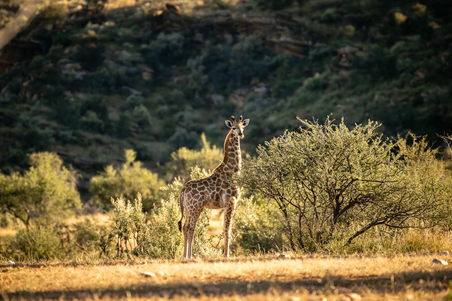 A young giraffe stands in golden savanna grassland beside a green shrub with rocky hills in the background.