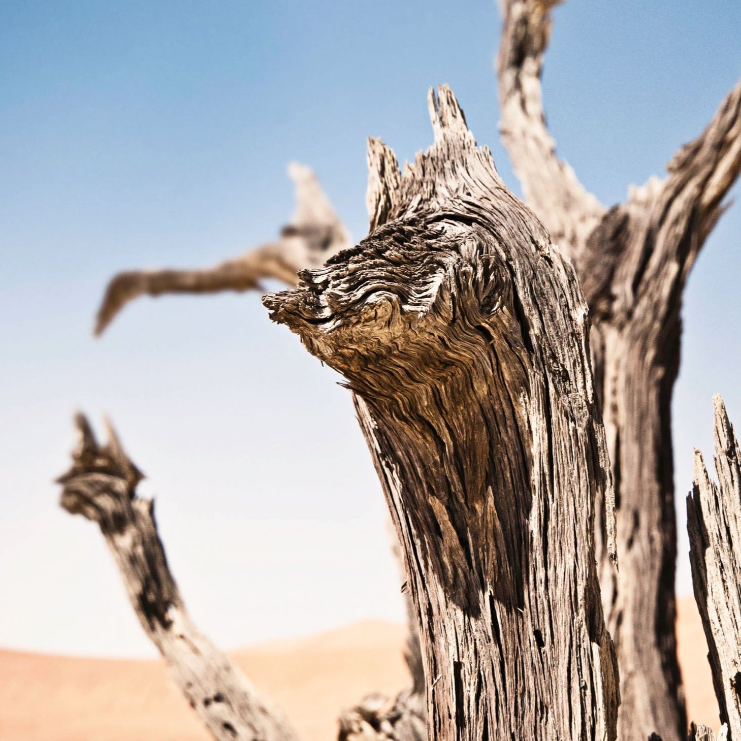 Dead tree trunk in desert with weathered wood grain resembling animal face, sandy dunes and blue sky background.