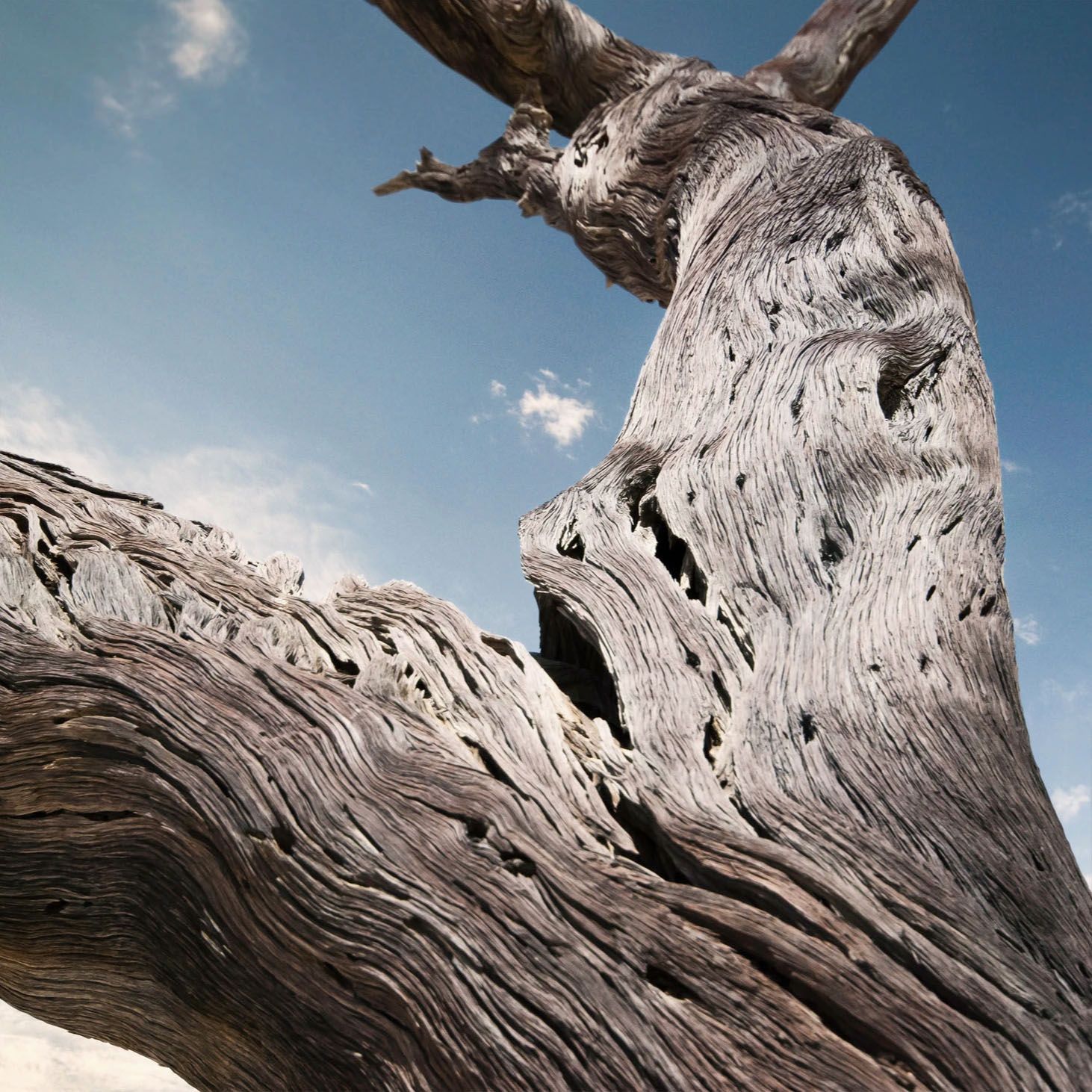 Ancient weathered driftwood tree trunk with twisted bark and holes against a blue sky.
