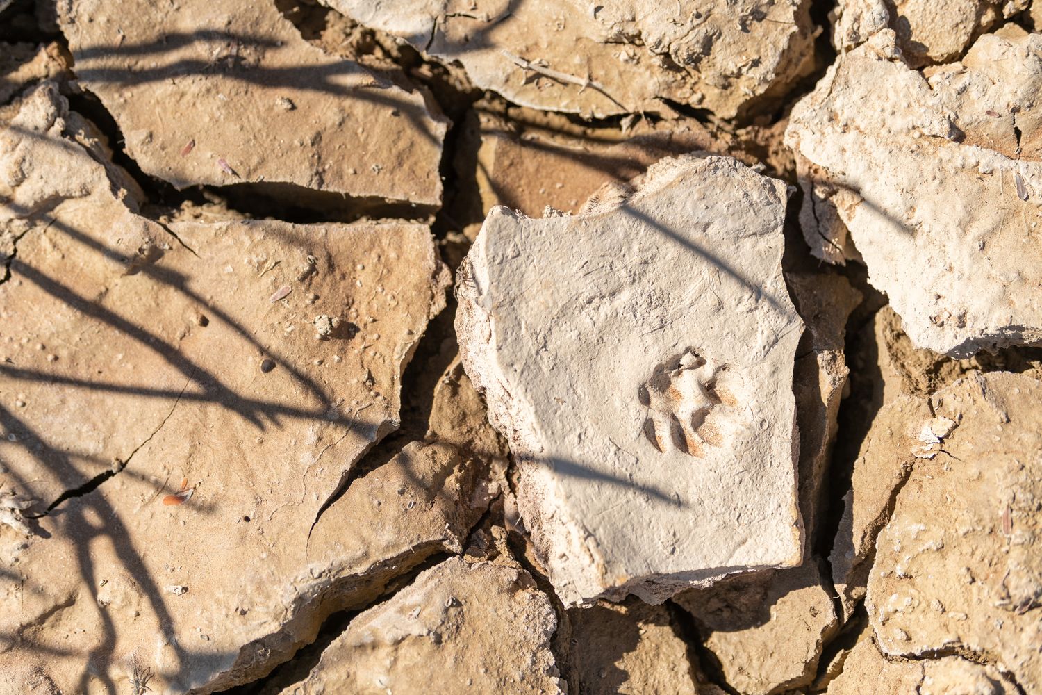 Small animal footprint preserved in cracked dry mud, showing drought conditions in arid landscape.