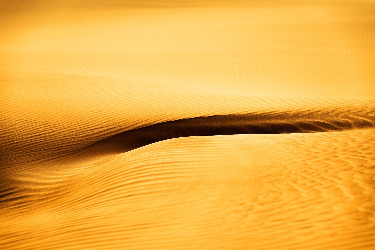 Golden sand dunes with rippled texture bathed in warm sunlight, creating dramatic shadows and curves in the desert landscape.
