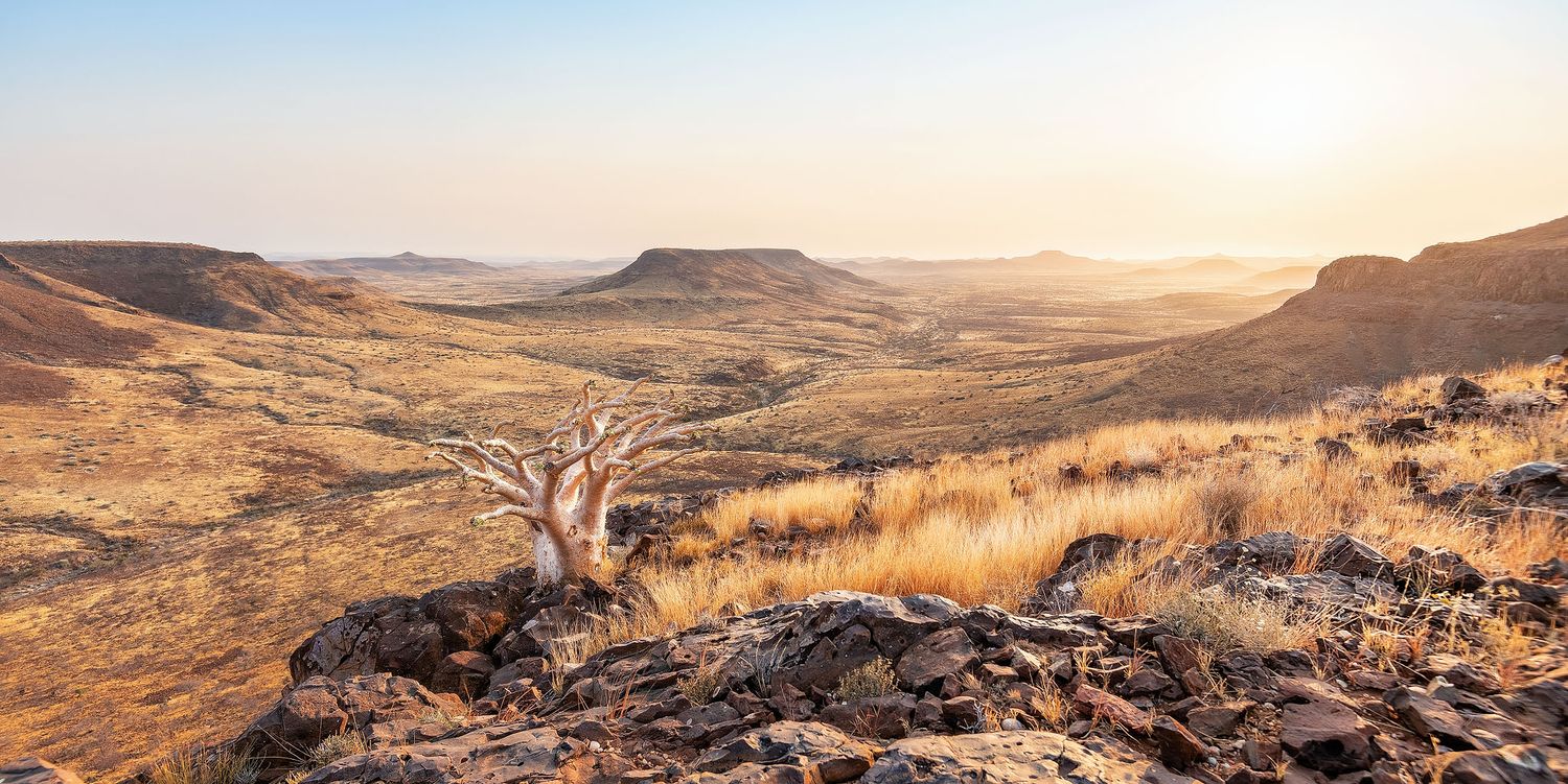 Panoramic view of arid Namibian landscape at sunset with a lone quiver tree on rocky terrain.