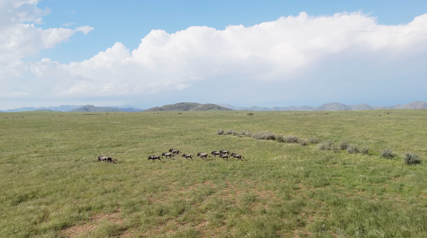 Aerial view of a herd of cattle grazing on vast green plains with rolling hills and dramatic clouds in the background.