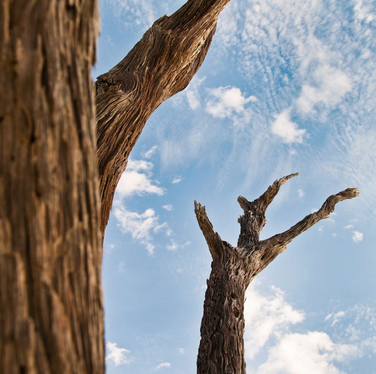 Dead tree branches reach skyward against a blue cloudy sky, with textured bark in the foreground.