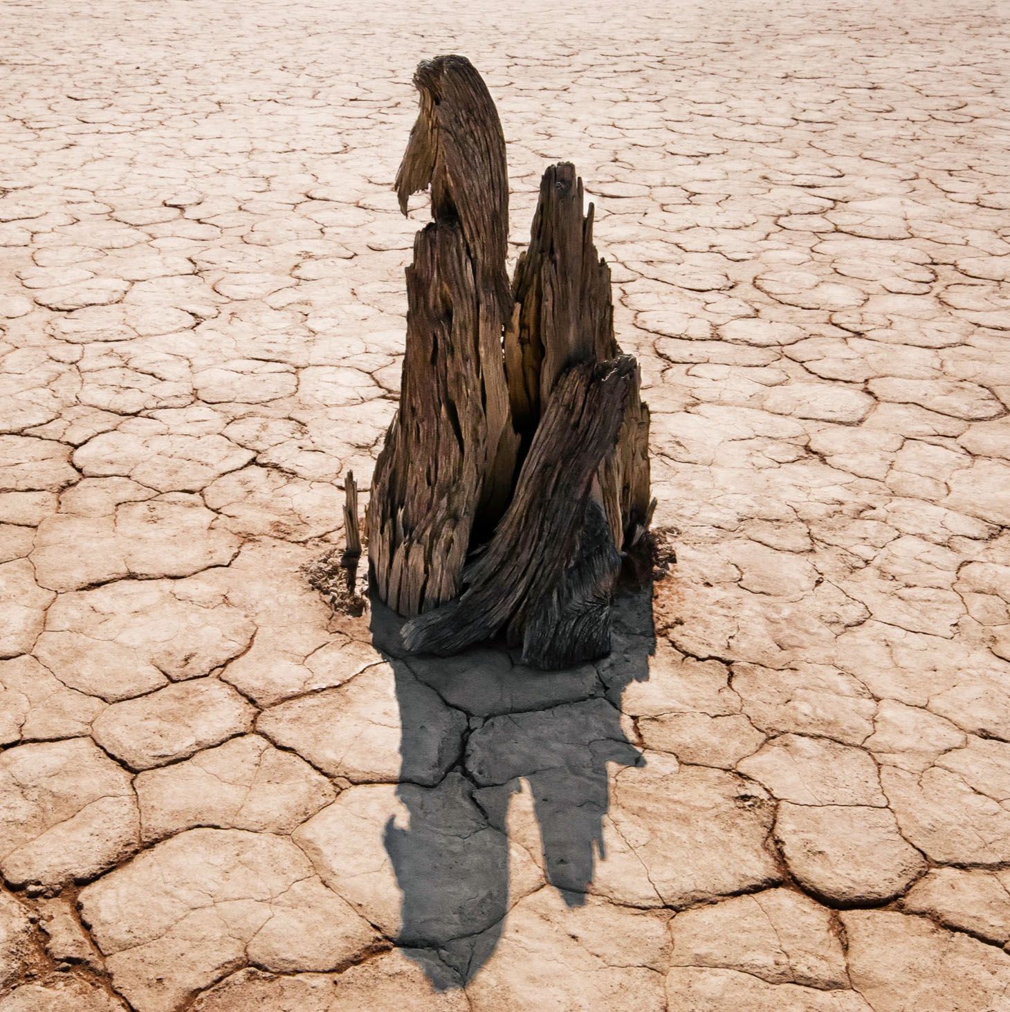 A weathered dead tree stump stands alone on a cracked dry desert lakebed casting a dark shadow.