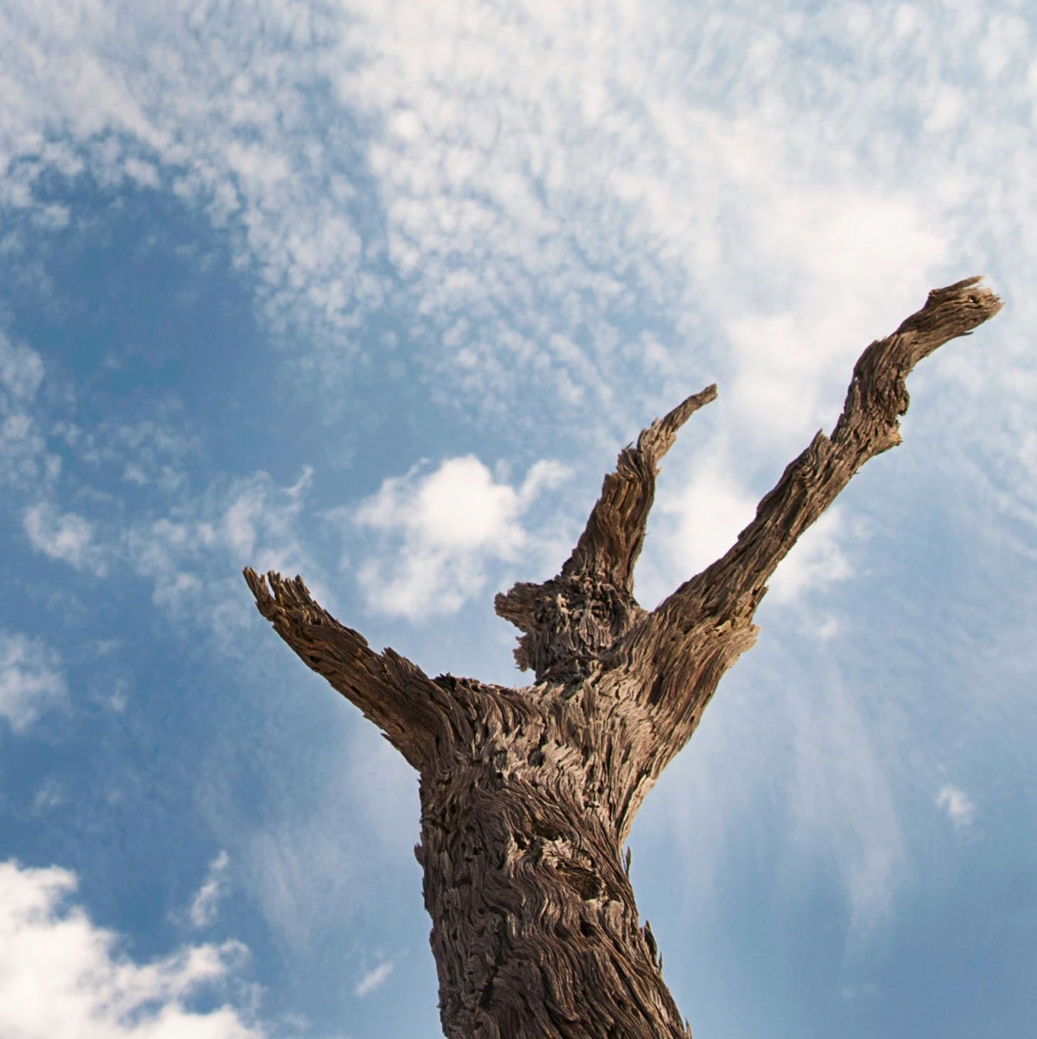 Dead tree trunk with bare branches raised against a blue sky with wispy clouds, resembling a figure with arms outstretched.
