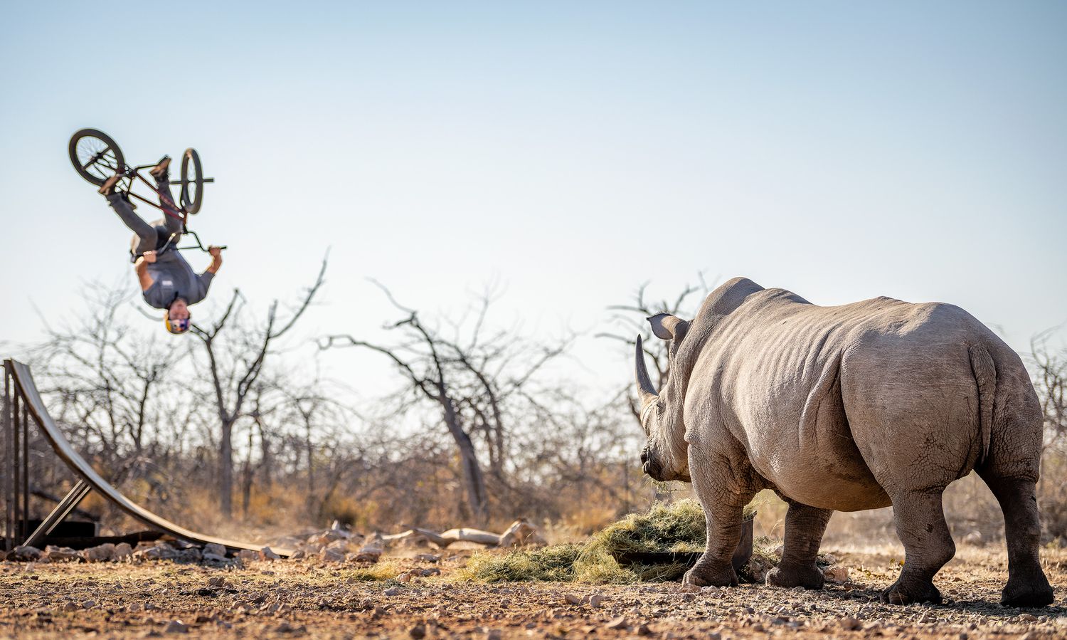 Daring cyclist performs a backflip on a ramp near a wild rhino in an African savanna landscape.