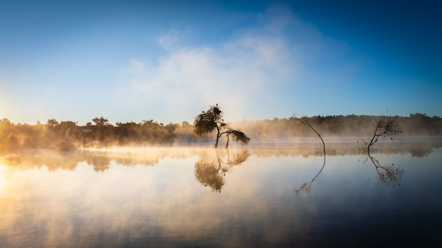 Misty morning lake with fog rising over calm reflective water, lone tree, and golden sunrise light through forest.