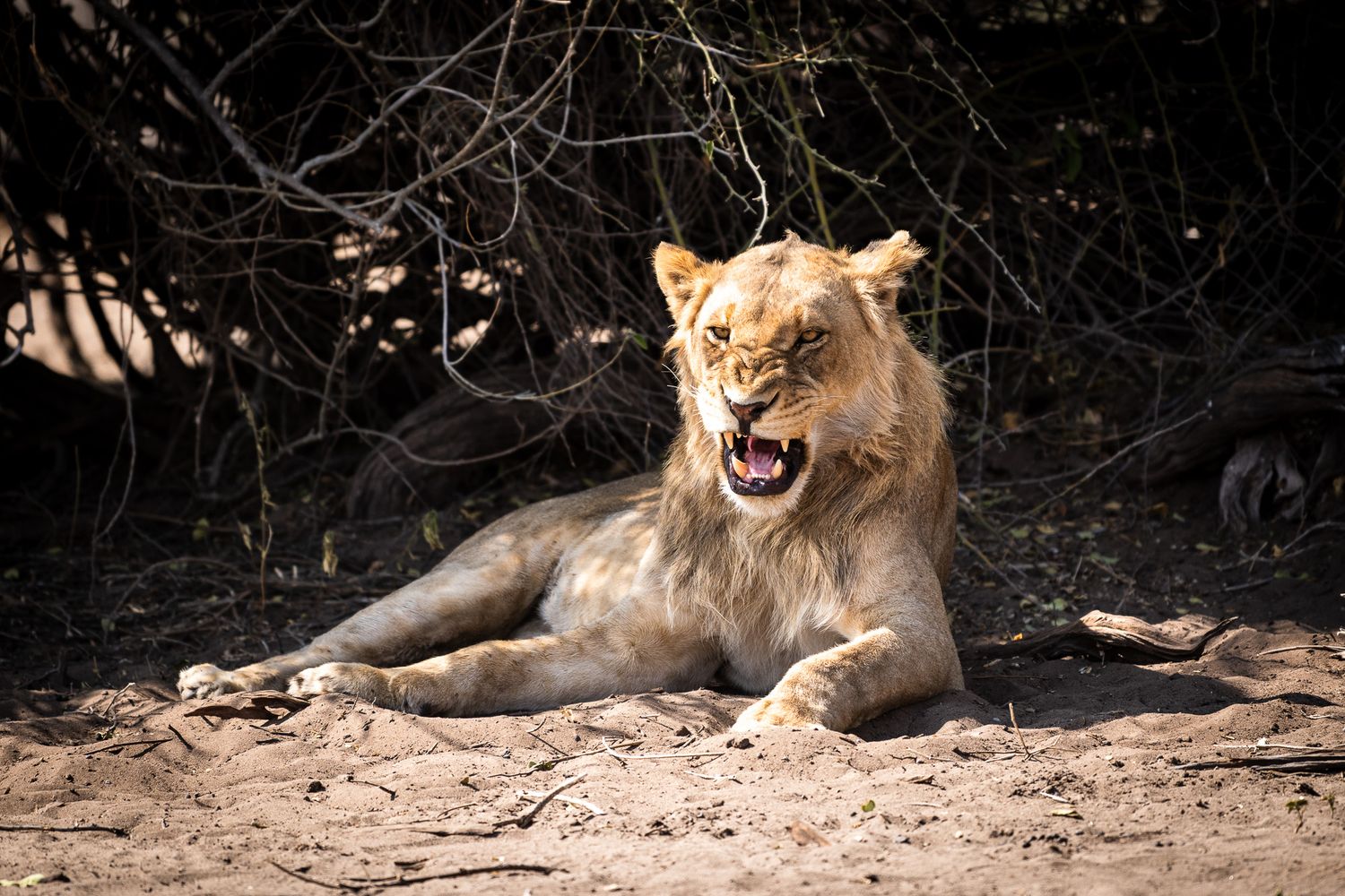 A young lion bares its teeth while resting on sandy ground beneath shaded trees in the African savanna.