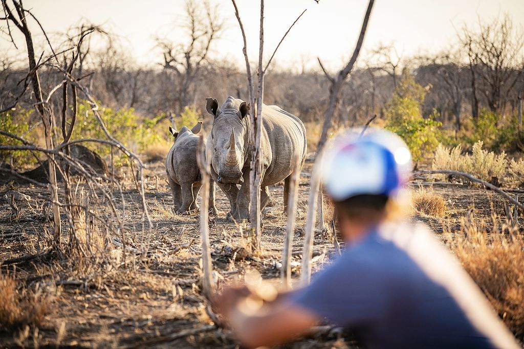 Person observing two white rhinos in their natural African bush habitat during wildlife encounter.