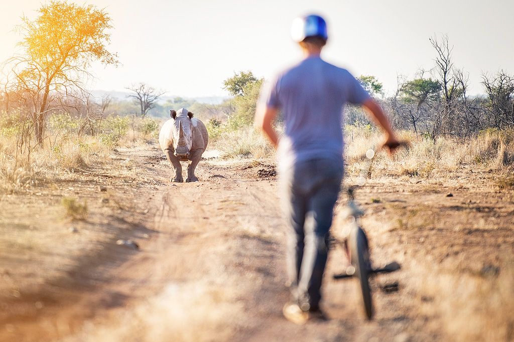 Mountain biker encounters a wild white rhino on a dusty dirt trail in African savanna wilderness.
