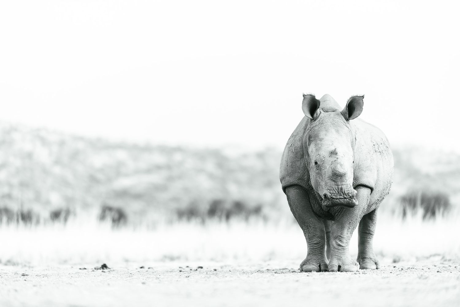 White rhino standing on arid savanna ground in black and white wildlife photography.