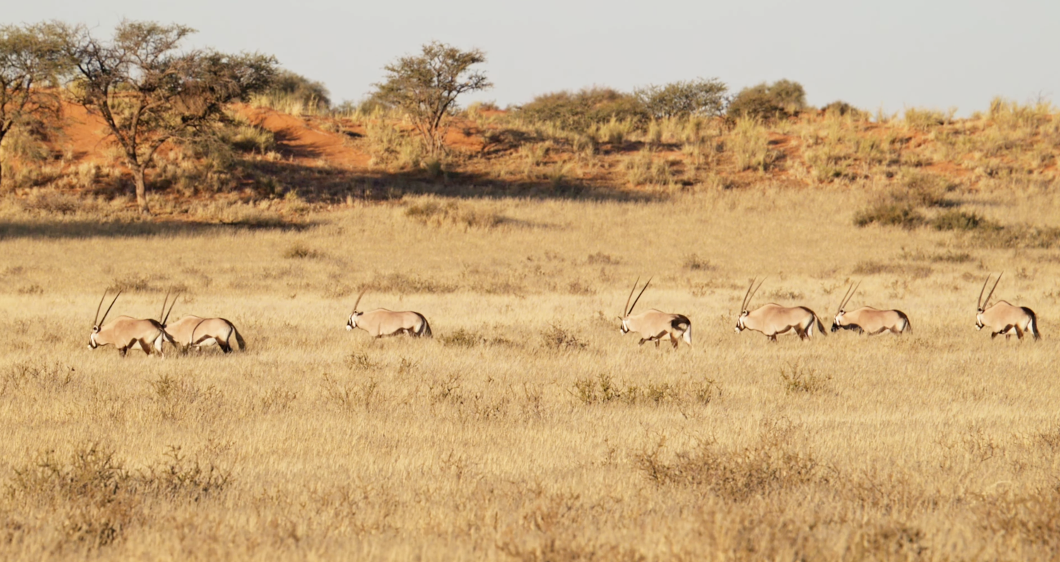 A herd of gemsbok antelopes running across dry golden savanna grassland in the Kalahari desert, Africa.