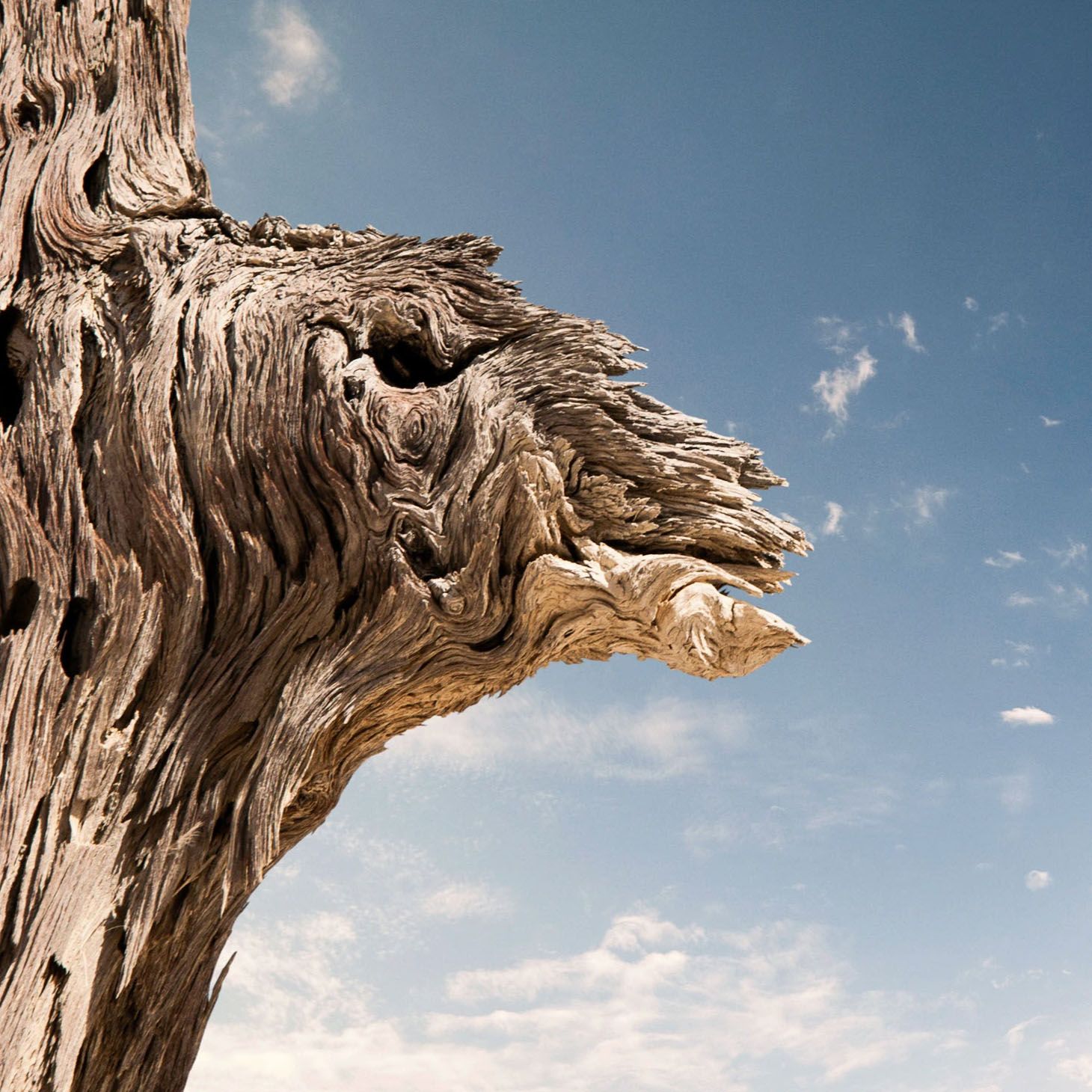 A weathered driftwood stump resembling a roaring dragon head against a blue sky with wispy clouds.