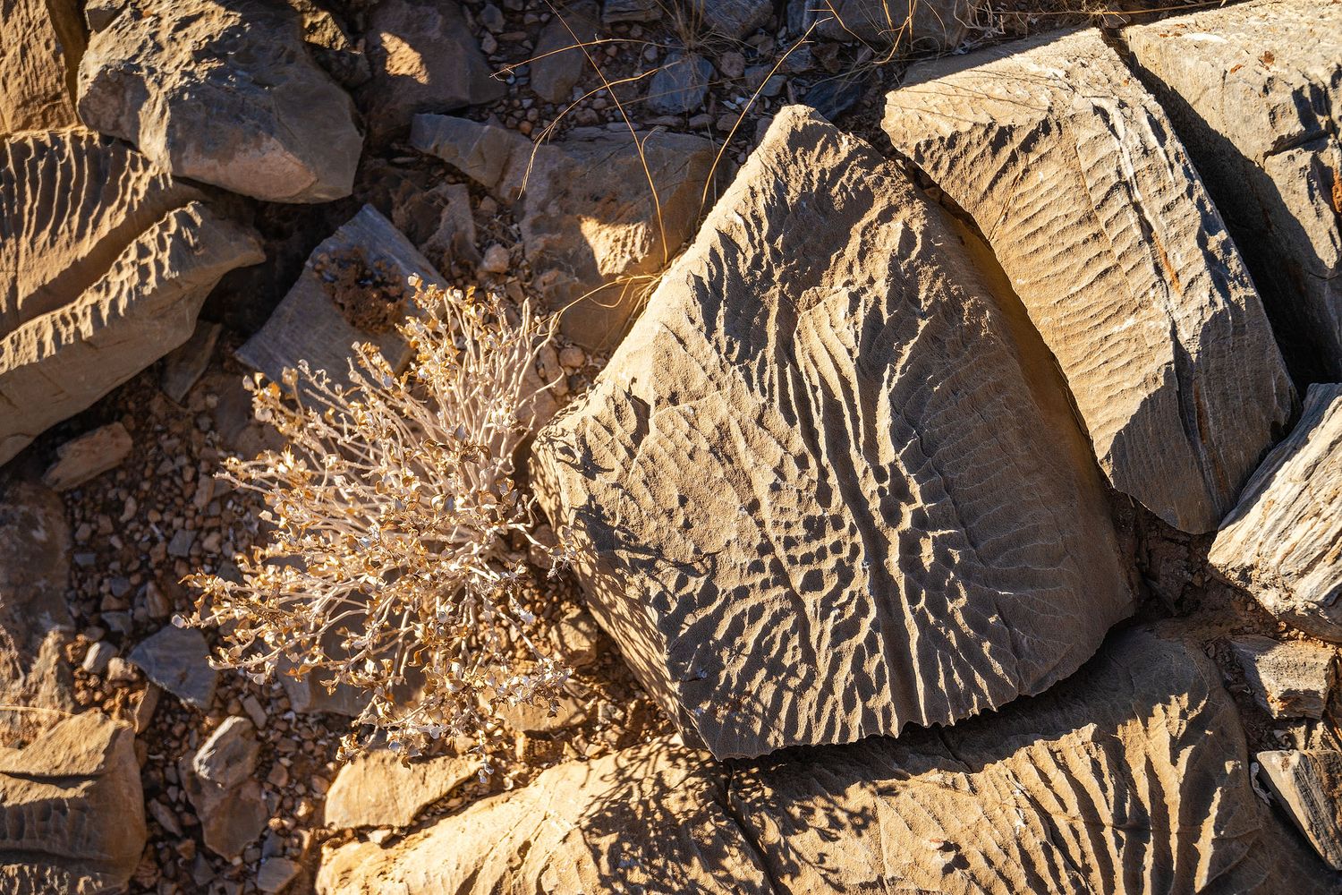Ancient petroglyphs carved into desert rock formations with dry brush vegetation in warm sunlight.
