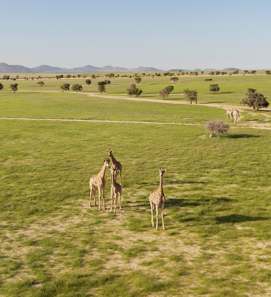 A group of giraffes roaming a vast green savanna with scattered trees and mountains in the background.