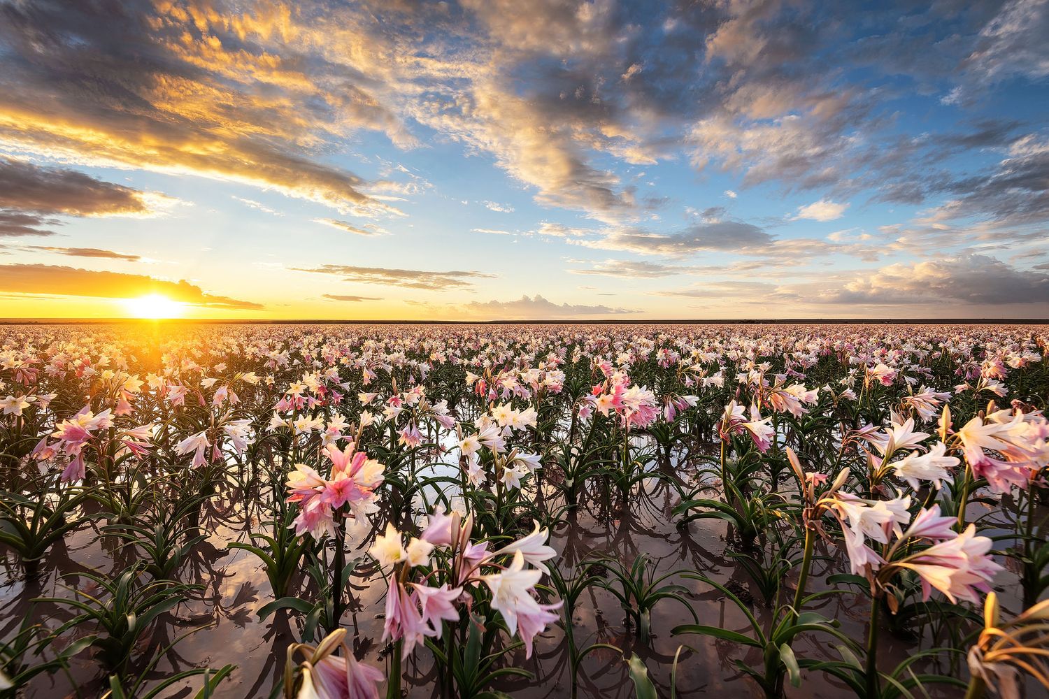 A stunning field of pink and white lilies blooms under a vibrant sunset sky with dramatic clouds.