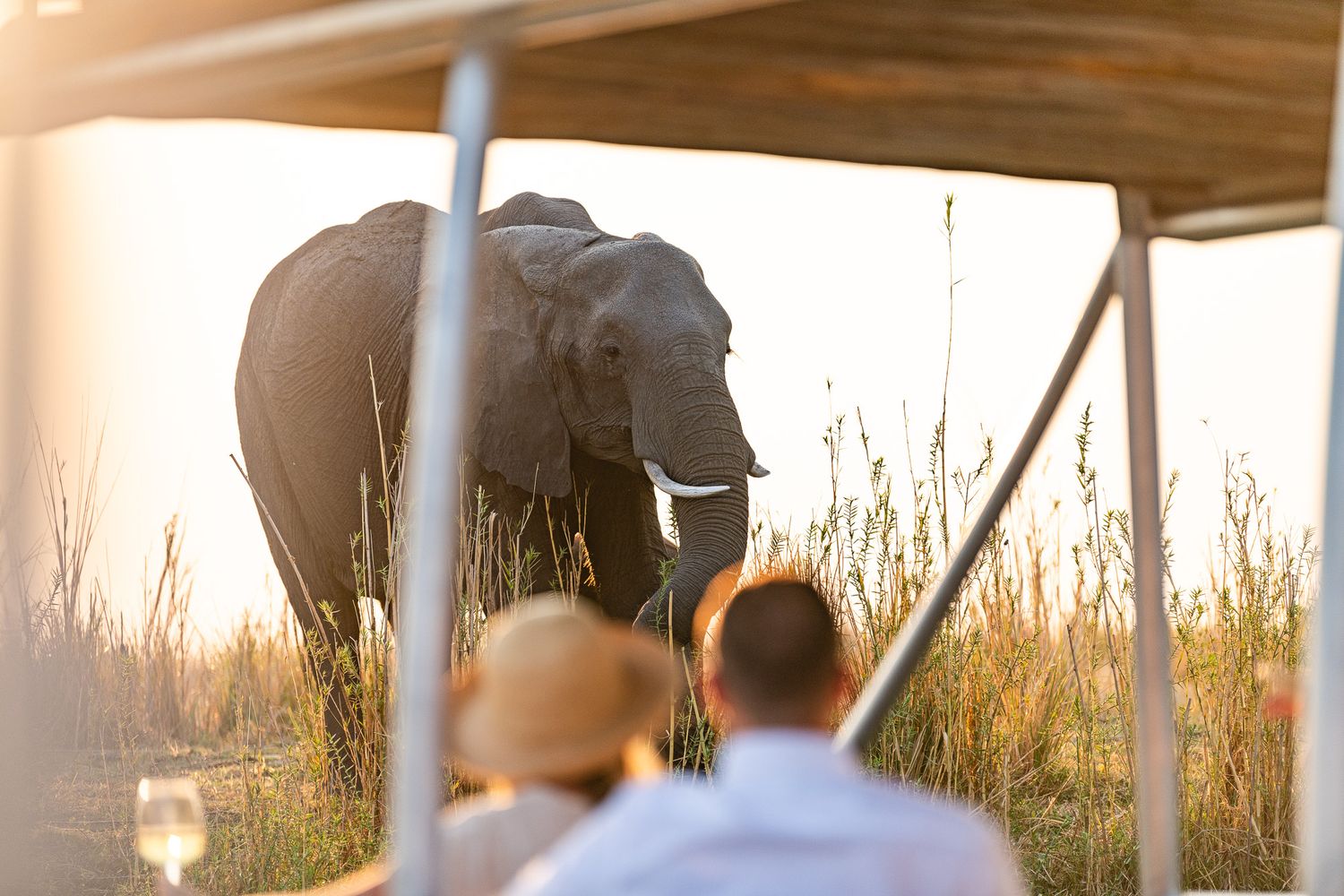 Two tourists on a safari vehicle observe a large wild elephant in tall grass at golden sunset in Africa.