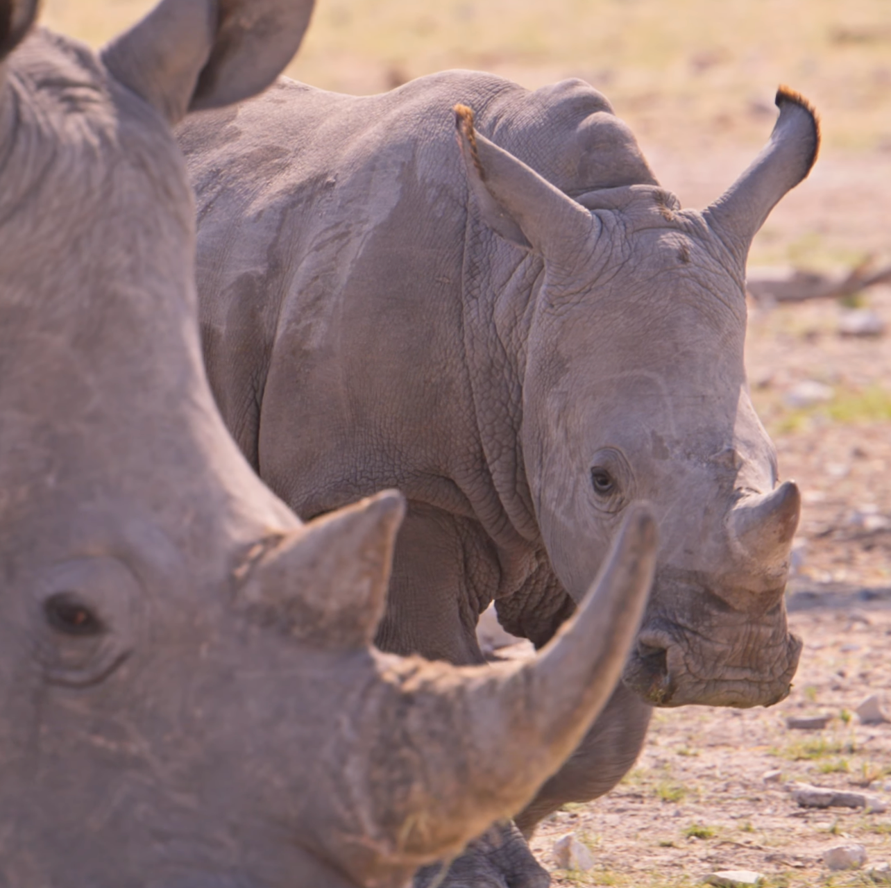 Two white rhinoceroses with prominent horns standing close together in a dry African savanna landscape.