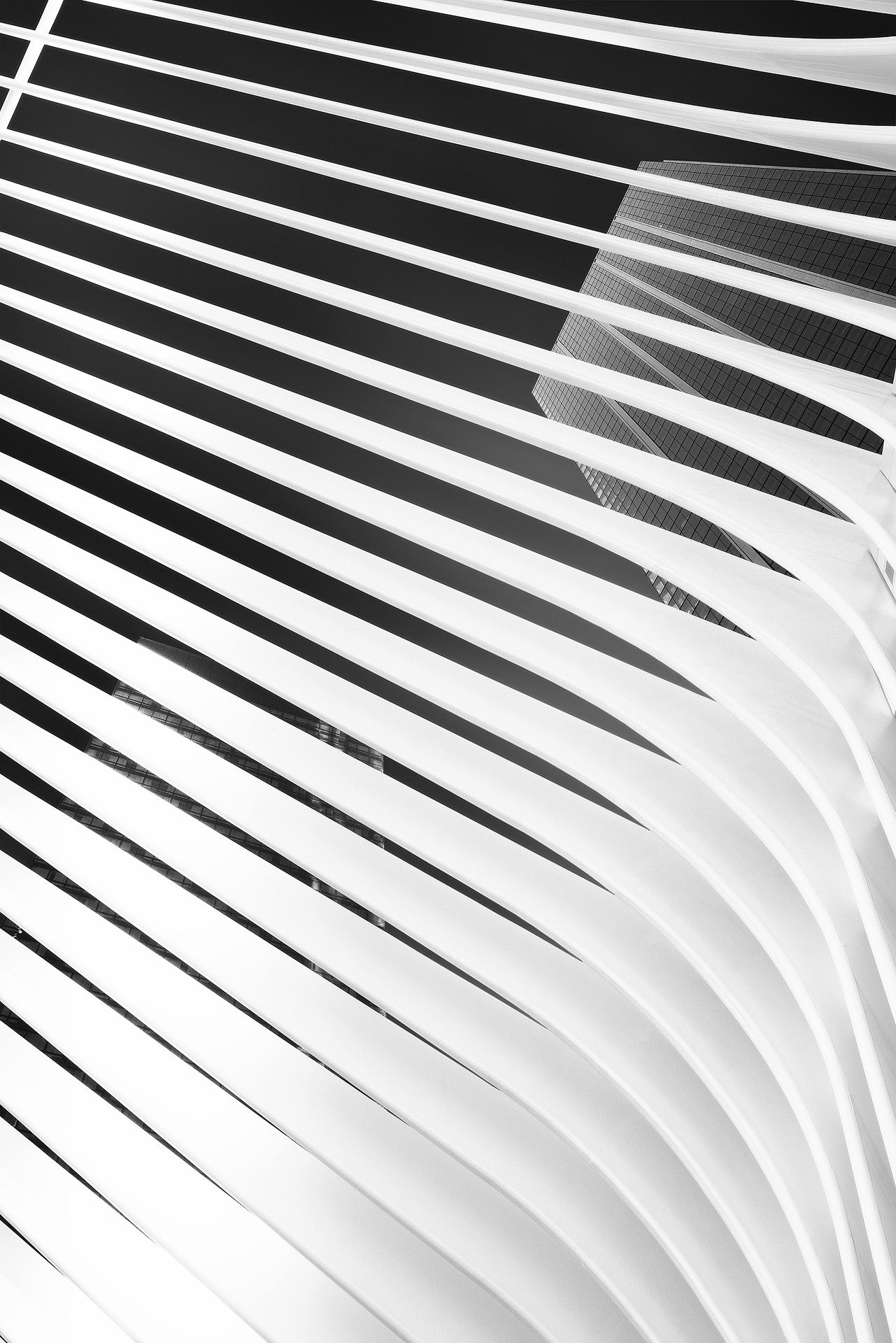 Abstract black and white architectural detail showing curved white ribs and parallel lines of a modern building structure.