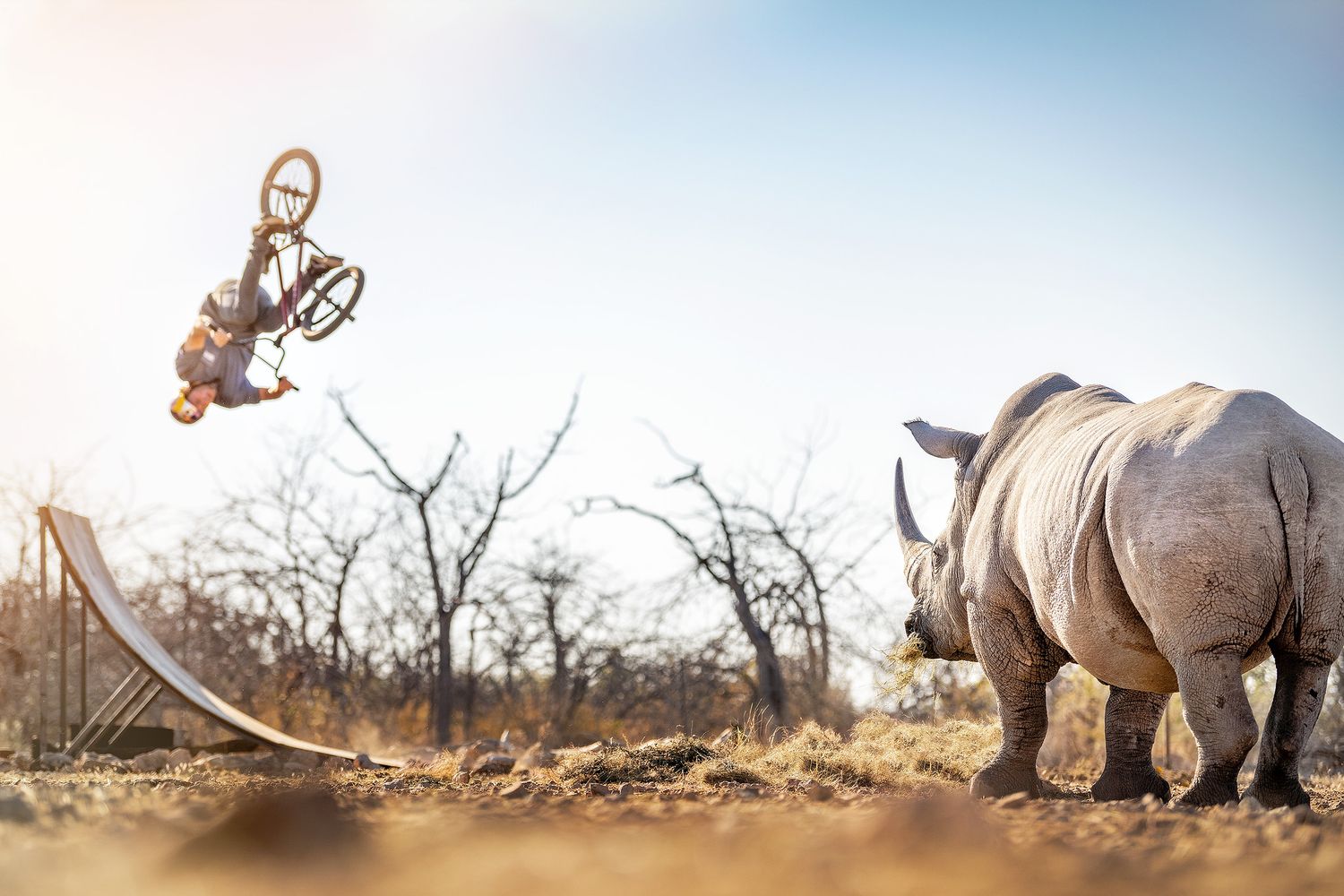 A BMX rider performs a daring backflip off a ramp near a wild rhino in an African savanna landscape.