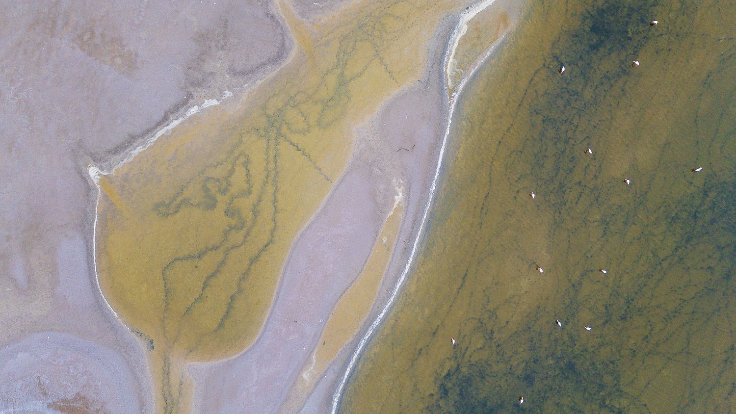 Aerial view of a river delta with yellow and green sediment patterns on a sandy landscape.