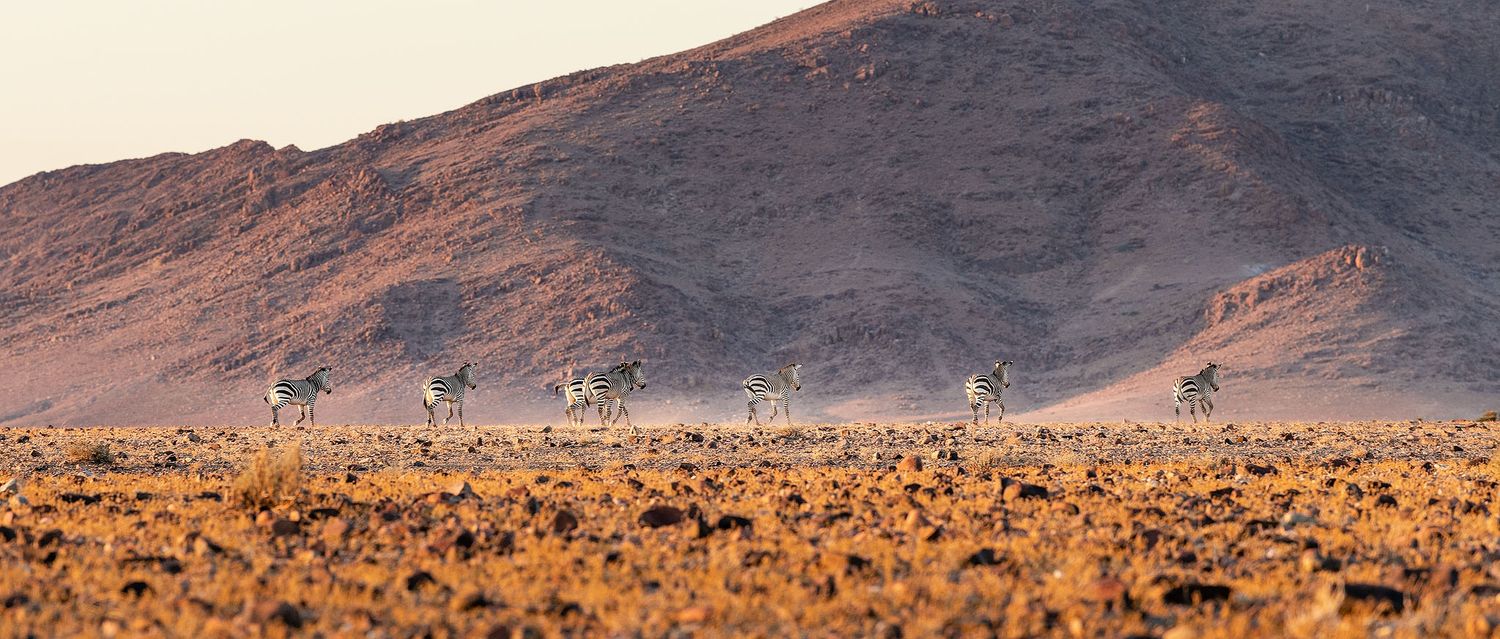 A herd of zebras roams the vast arid desert plains with rocky red mountains in the background.