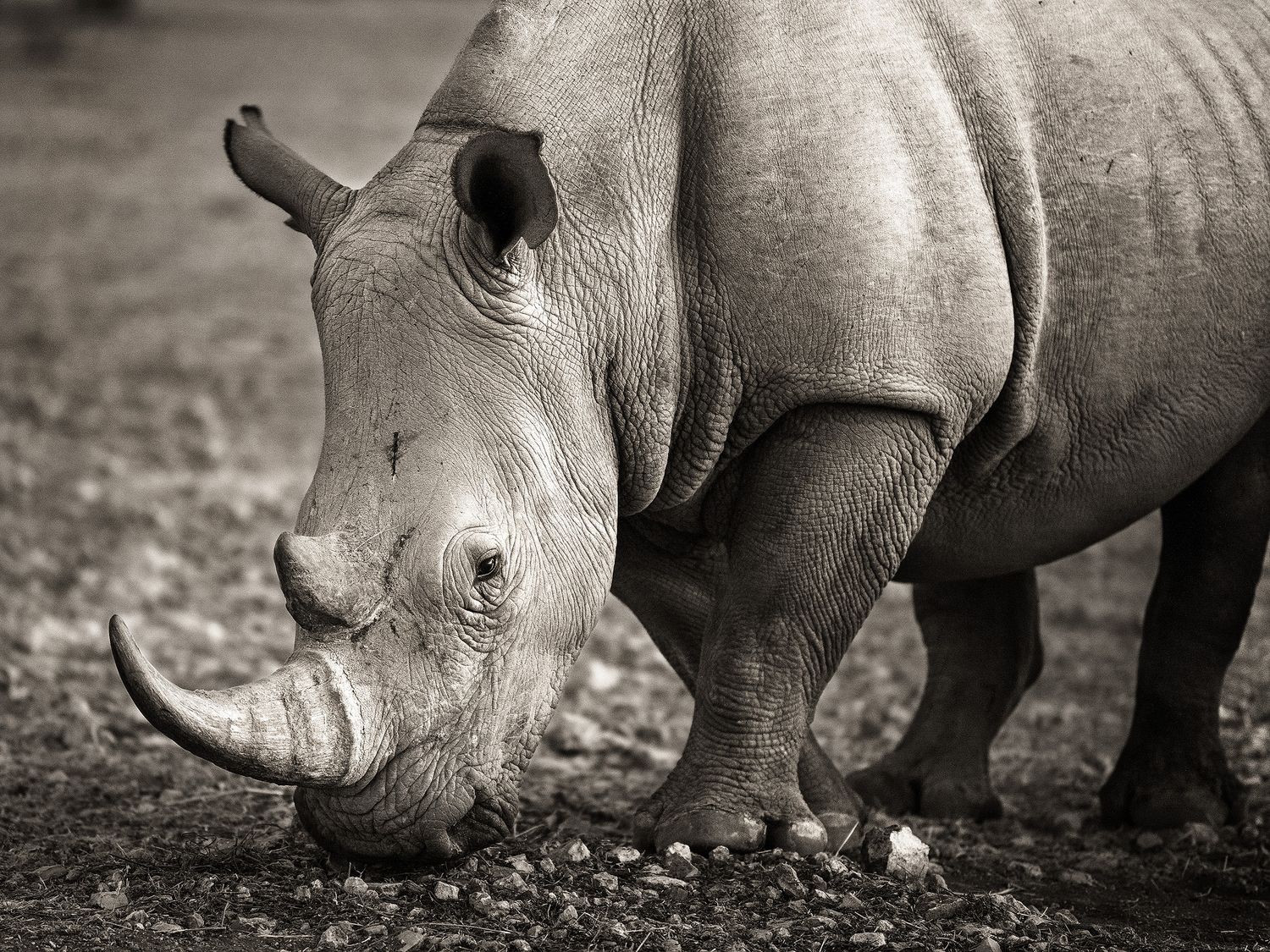 Black and white photo of a large white rhinoceros grazing on rocky ground, showcasing its massive horn and textured skin.