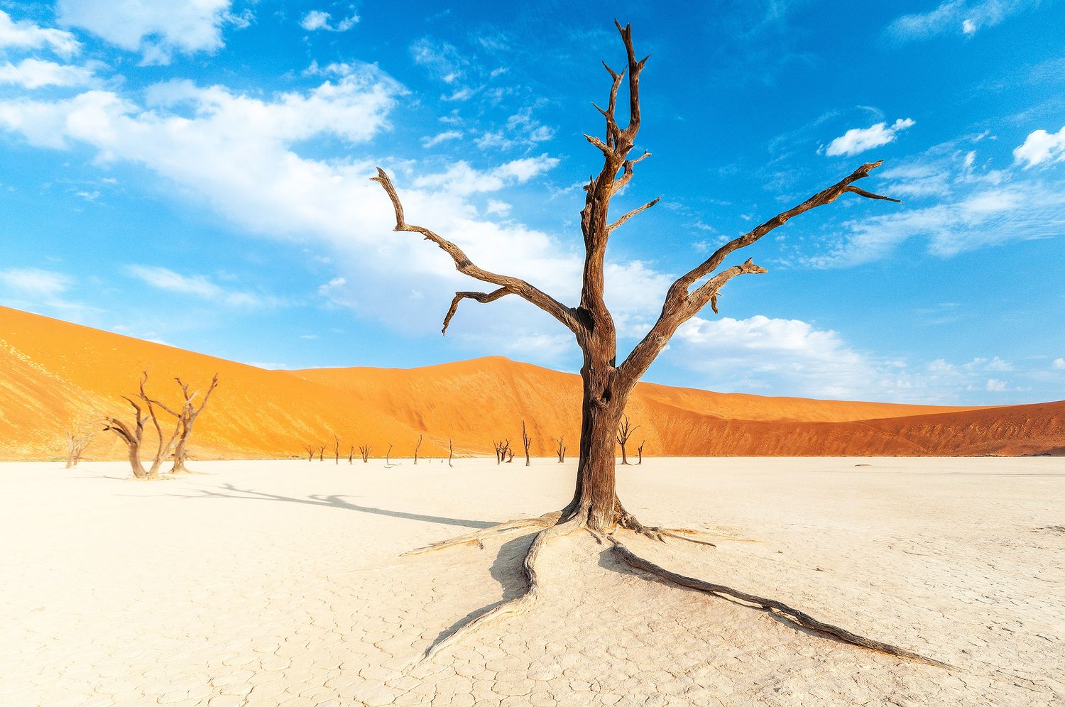 Dead tree stands in cracked white clay at Deadvlei, Namibia, with vivid orange sand dunes and blue sky.
