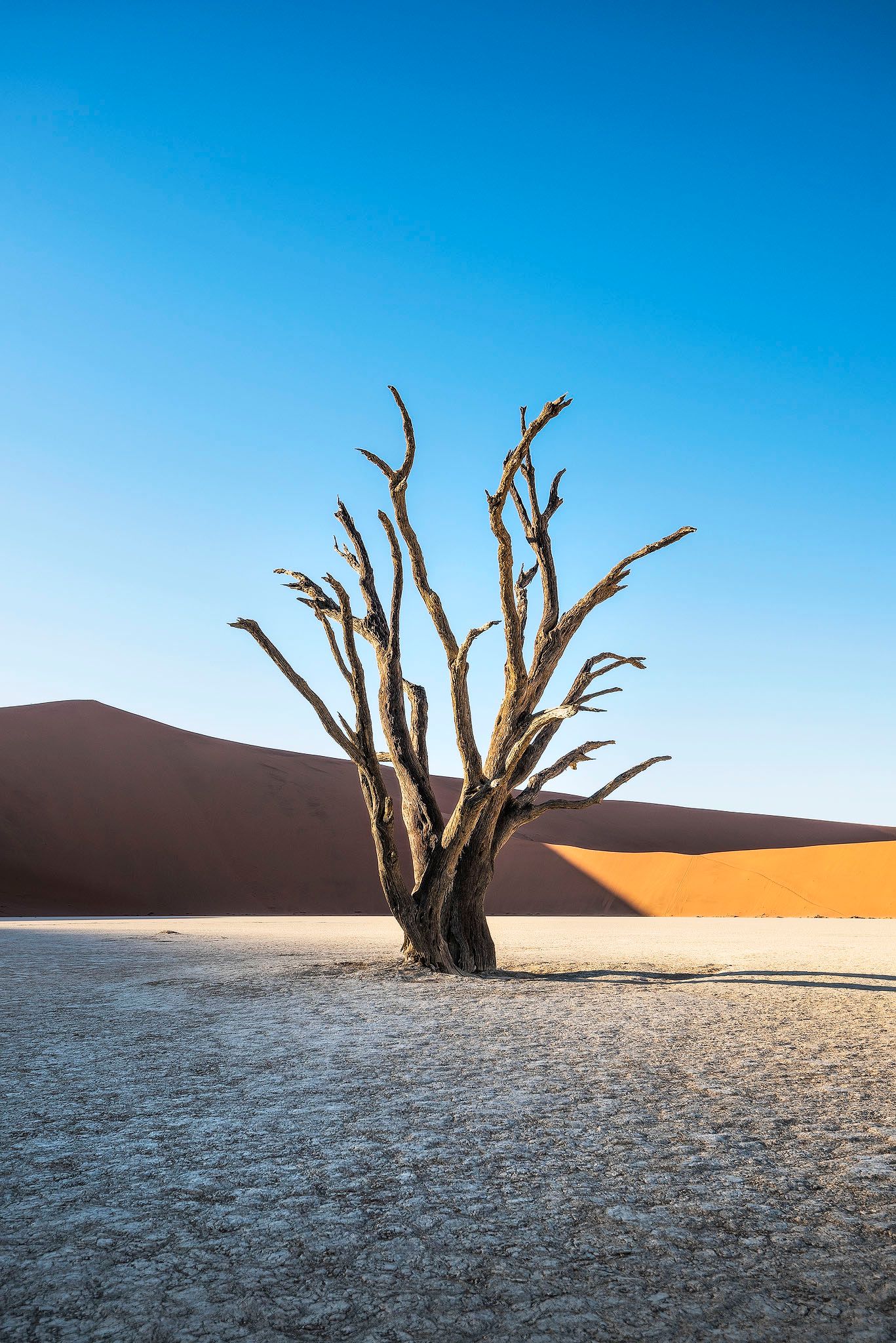 Lone dead tree standing in the white clay pan of Deadvlei, Namibia, with red sand dunes.