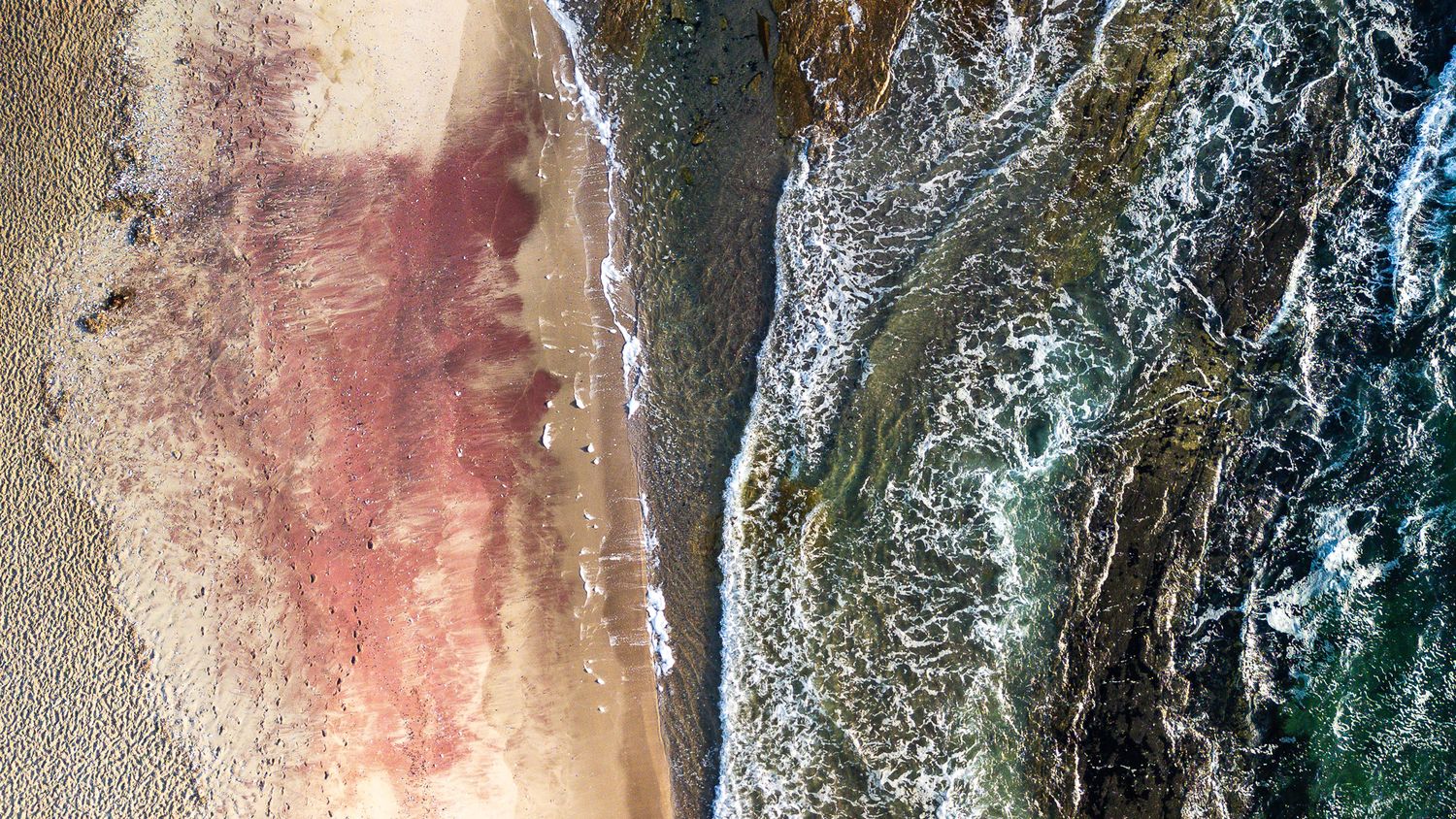 Aerial view of a sandy beach meeting ocean waves, featuring a striking red algae bloom pattern on the shoreline.