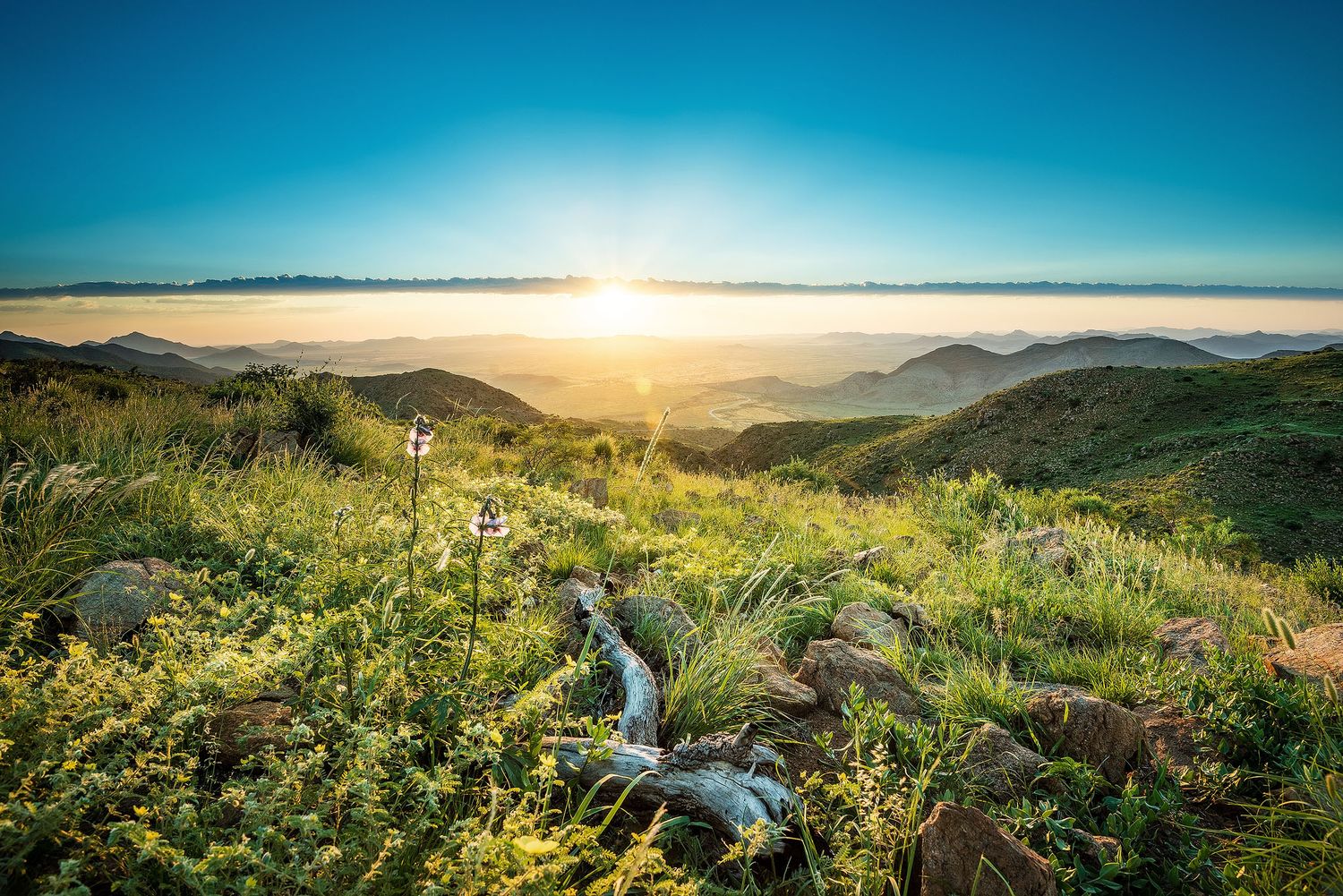 Stunning sunrise over rolling green hills with wildflowers and rocks in the foreground, bathed in golden light.