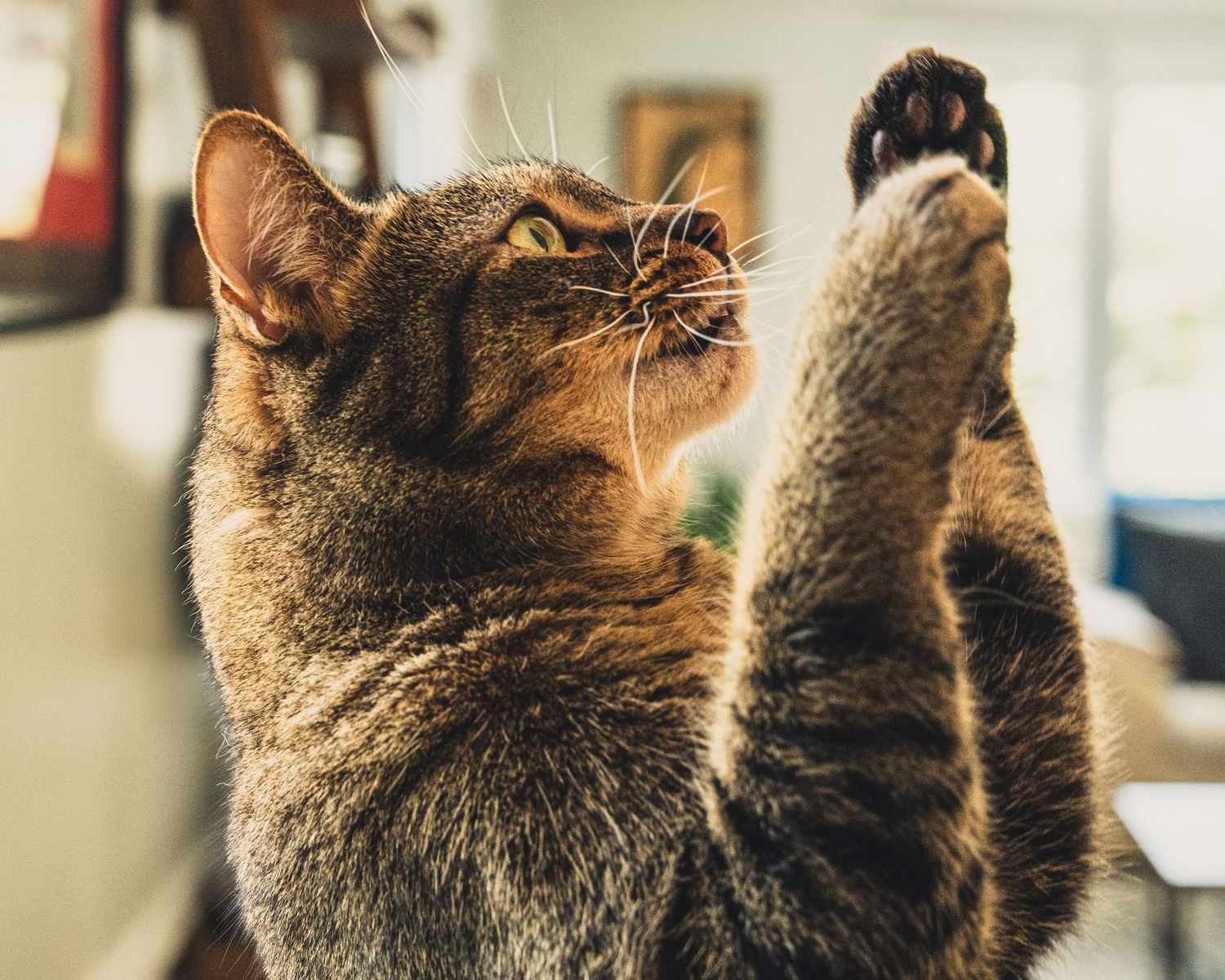 A tabby cat raises its paw playfully while looking up in a softly lit indoor setting.