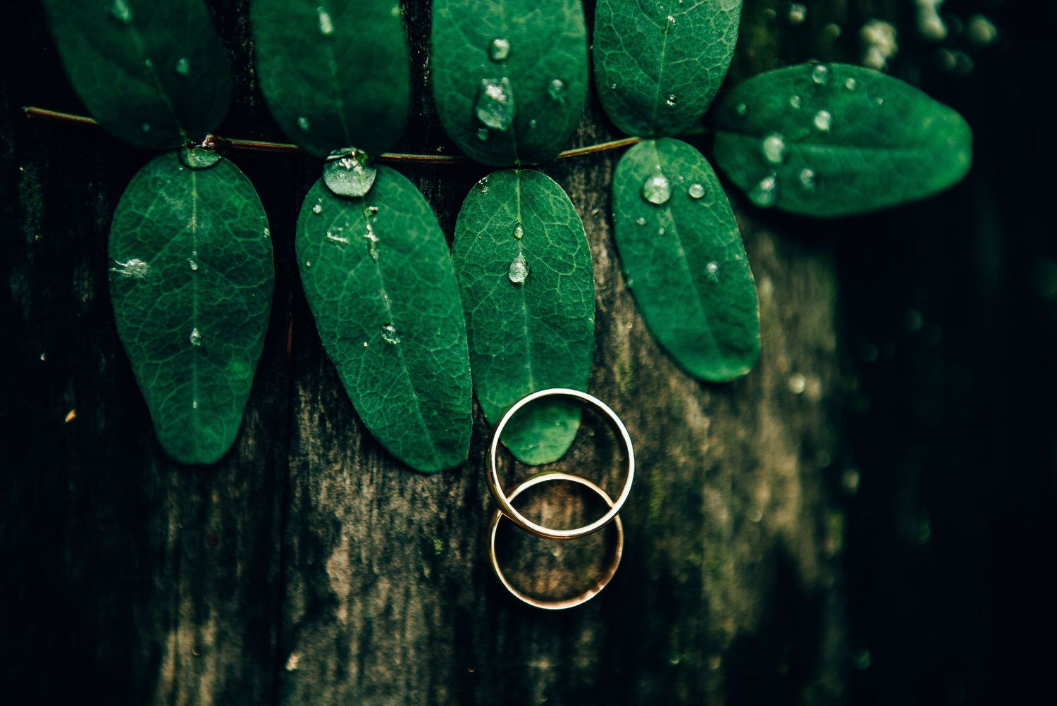 Two gold wedding rings resting on wet green leaves with water droplets on dark wood.
