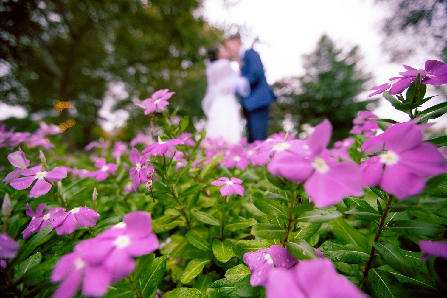 Wedding couple shares romantic kiss blurred behind vibrant pink periwinkle flowers in foreground.