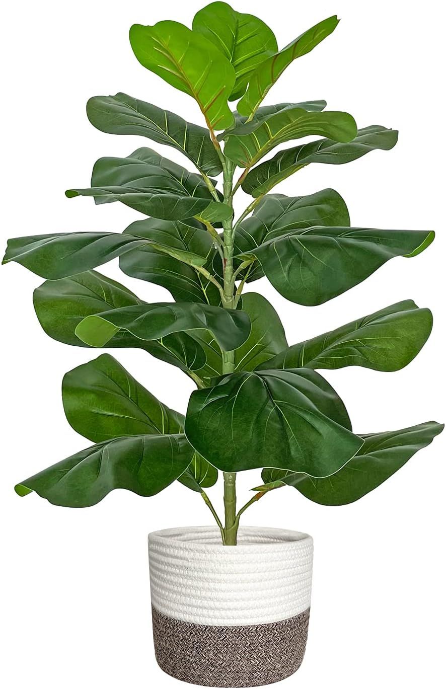 A collection of four fiddle leaf fig plants displayed in white and brown ceramic pots showing different sizes and heights.