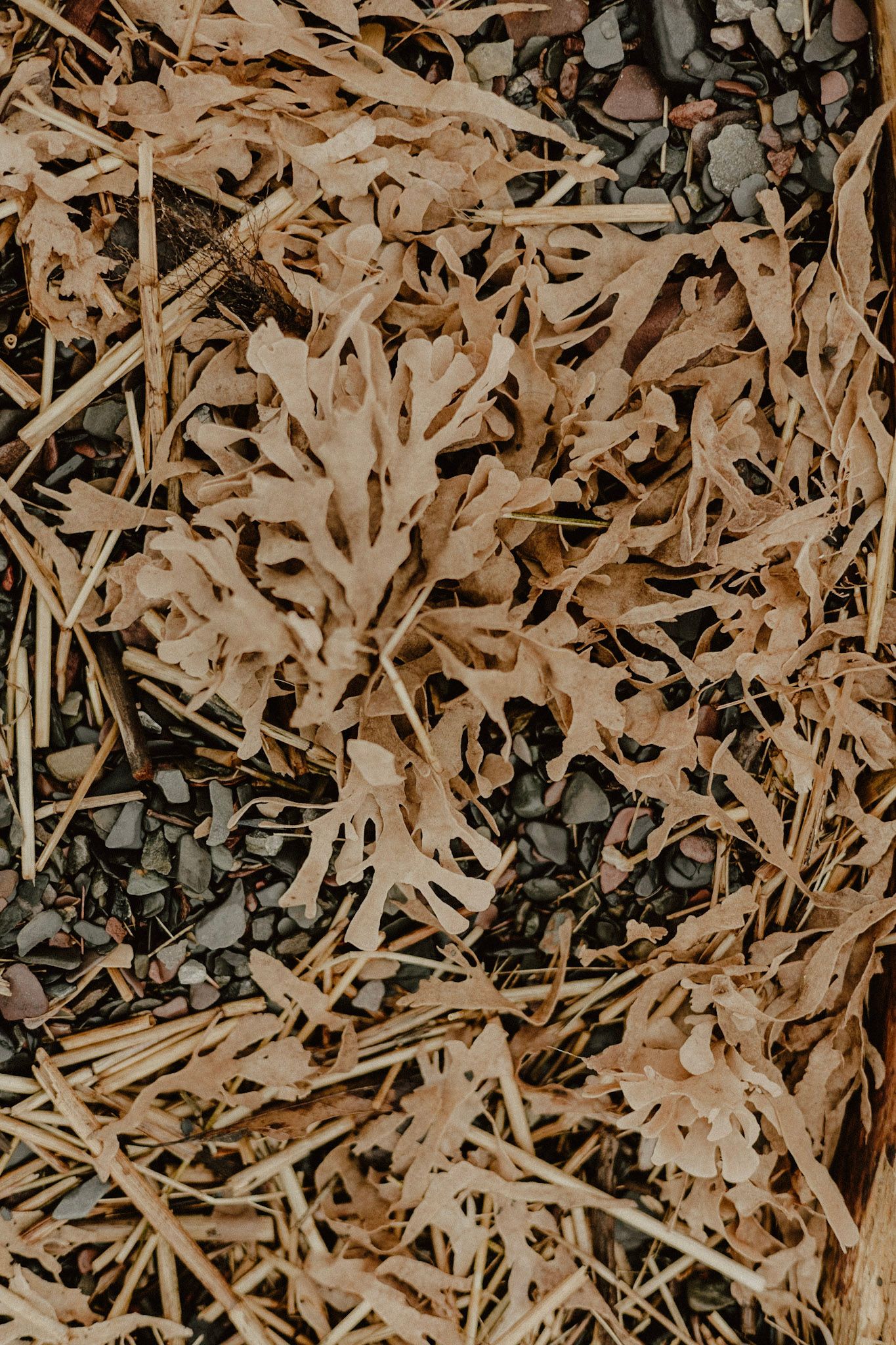 Dried autumn leaves and twigs create a natural abstract pattern.