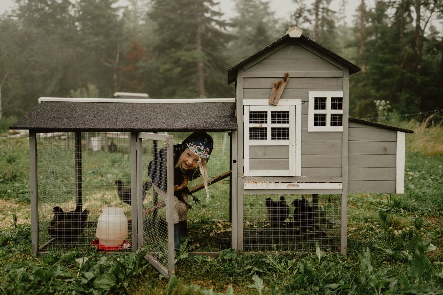 backyard chicken coop