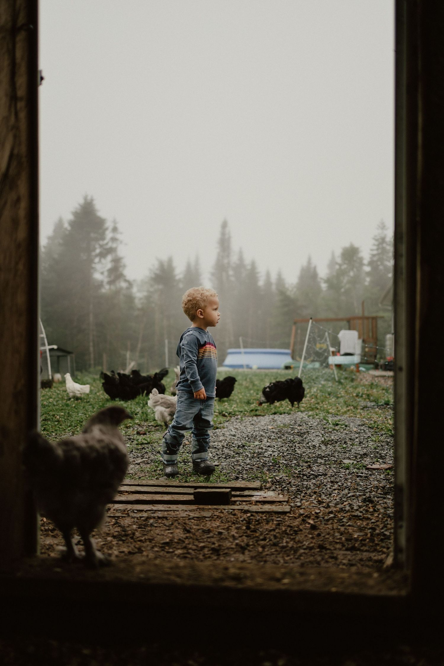 backyard chicken coop in nova scotia