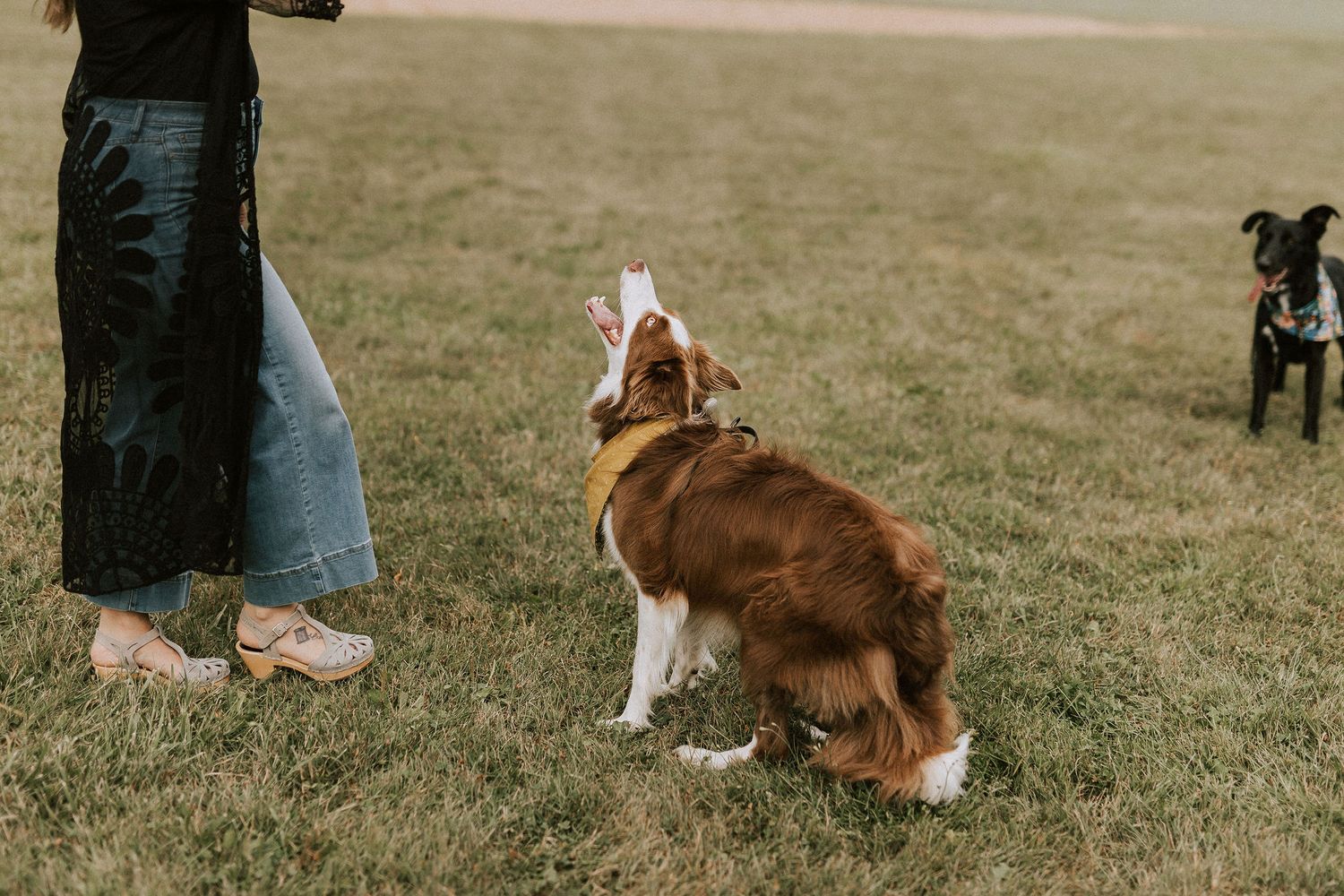 Dogs playing and interacting with their owners on grassy field.