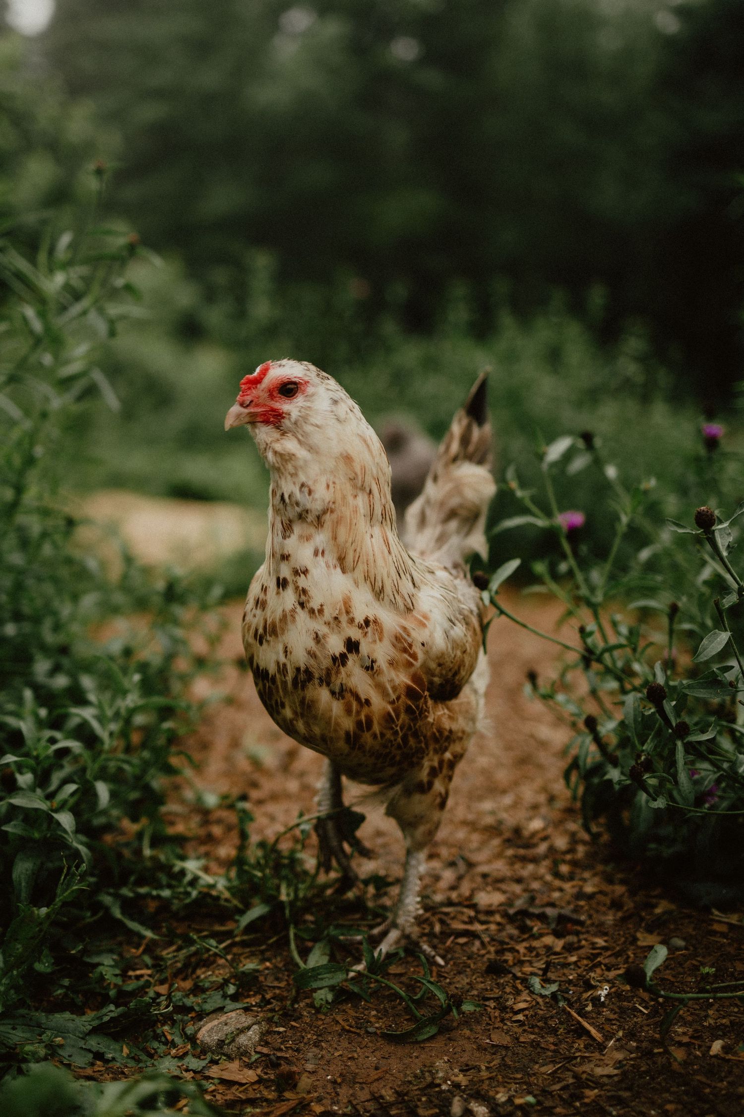 Chicken hanging out in the backyard