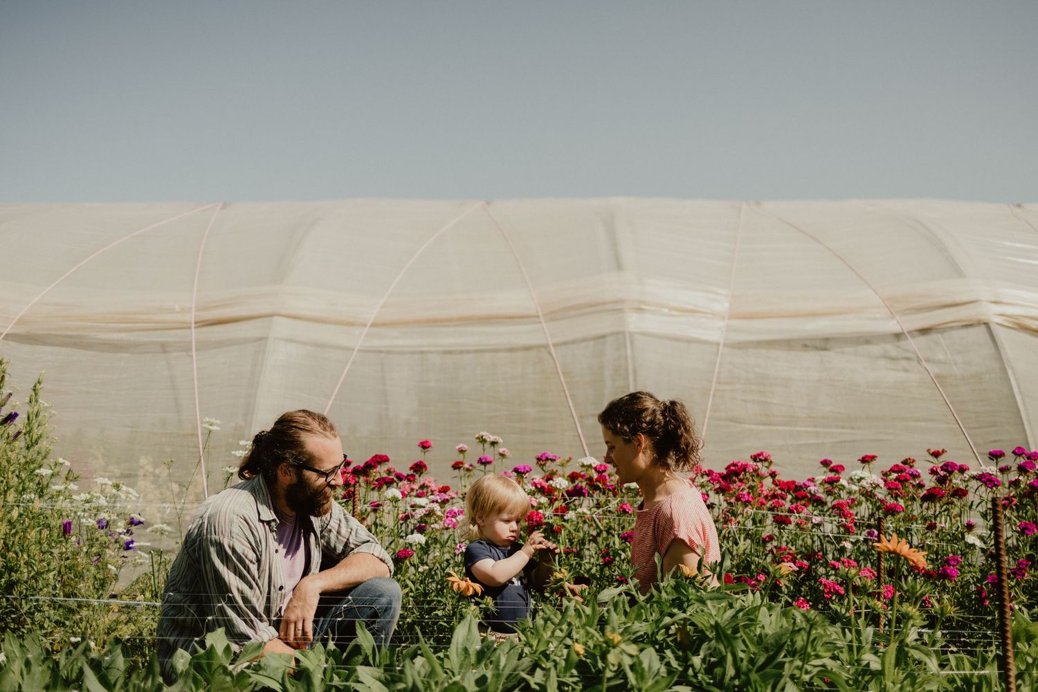 Worker harvests vibrant red dahlia flowers in a commercial greenhouse flower farm.