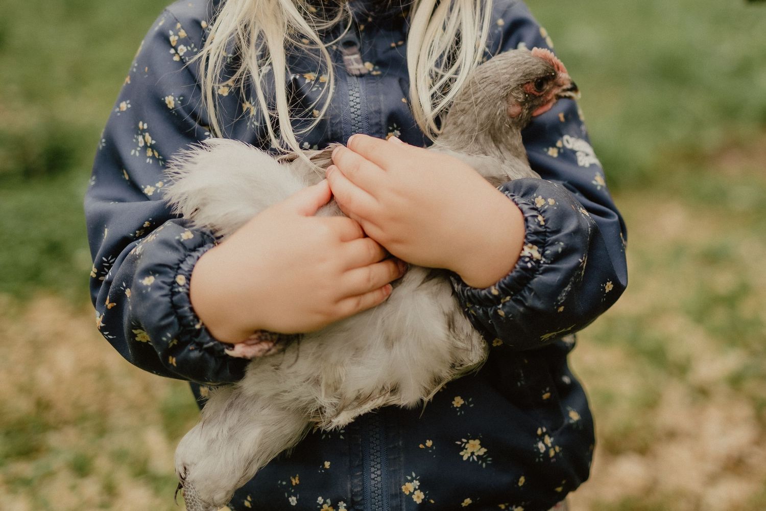 kid holding chicken